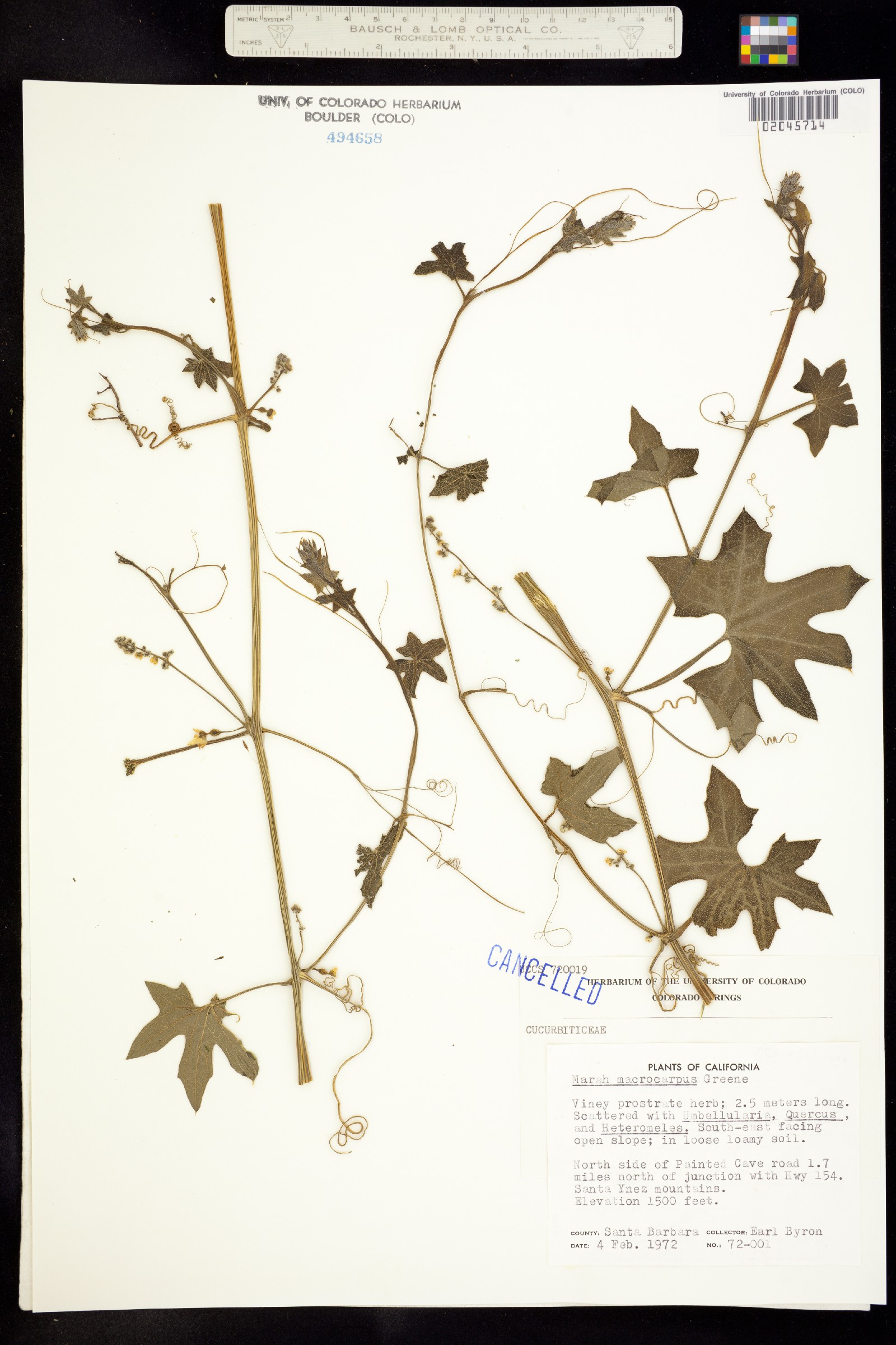 Marah macrocarpa image