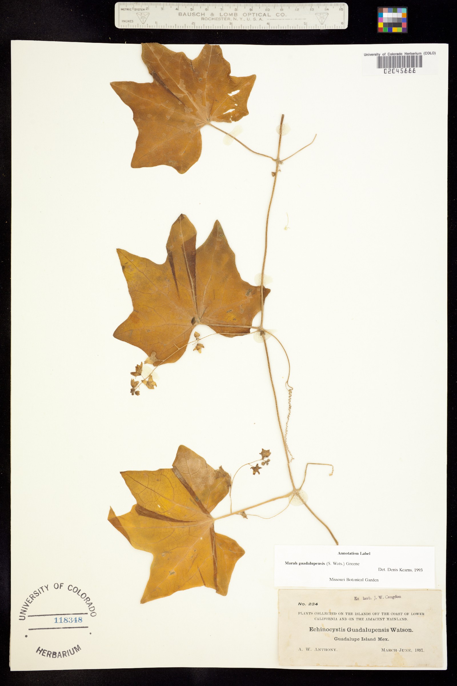 Marah macrocarpa var. major image