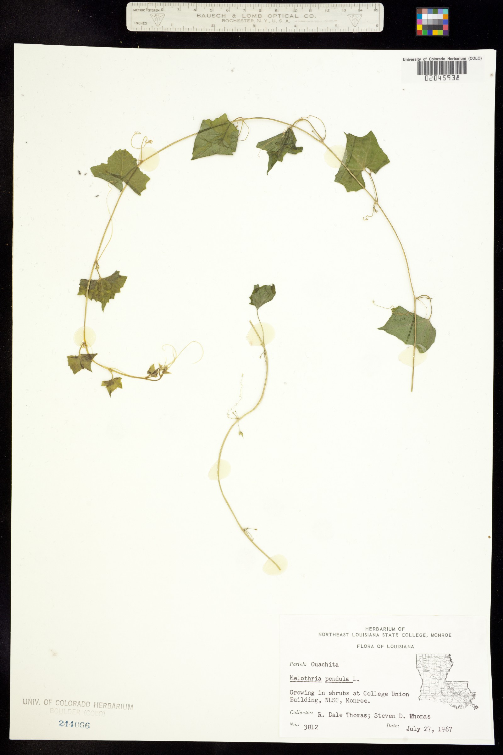 Melothria pendula image