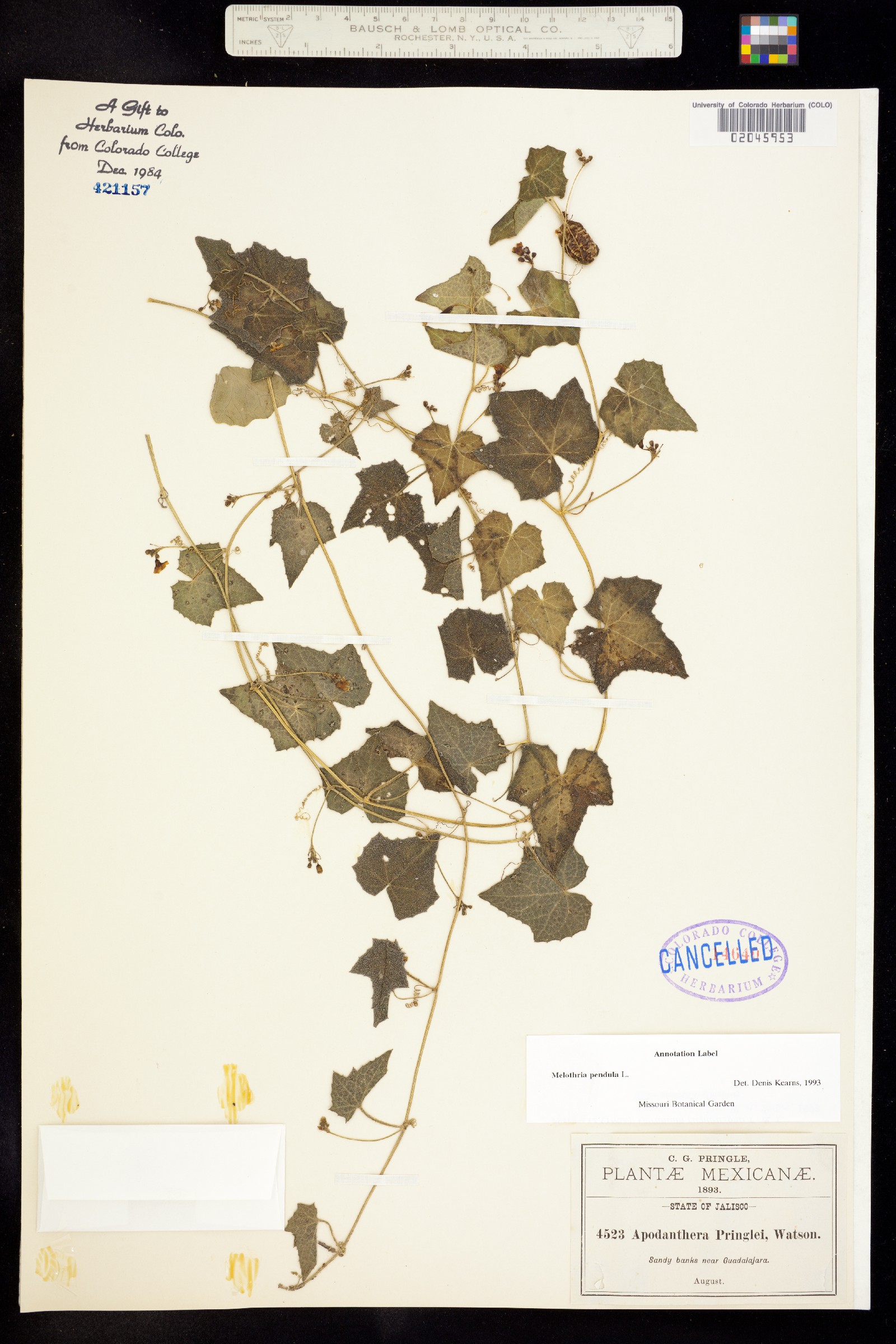 Melothria image