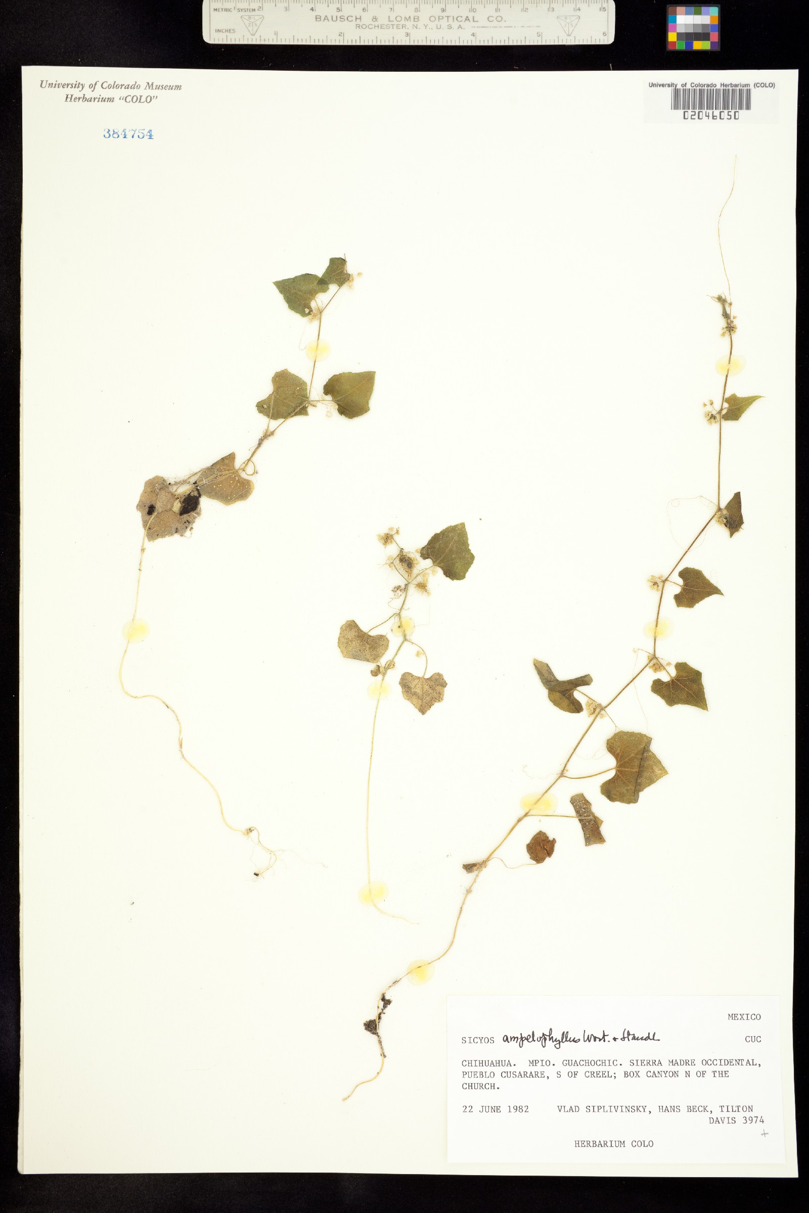 Sicyos ampelophyllus image