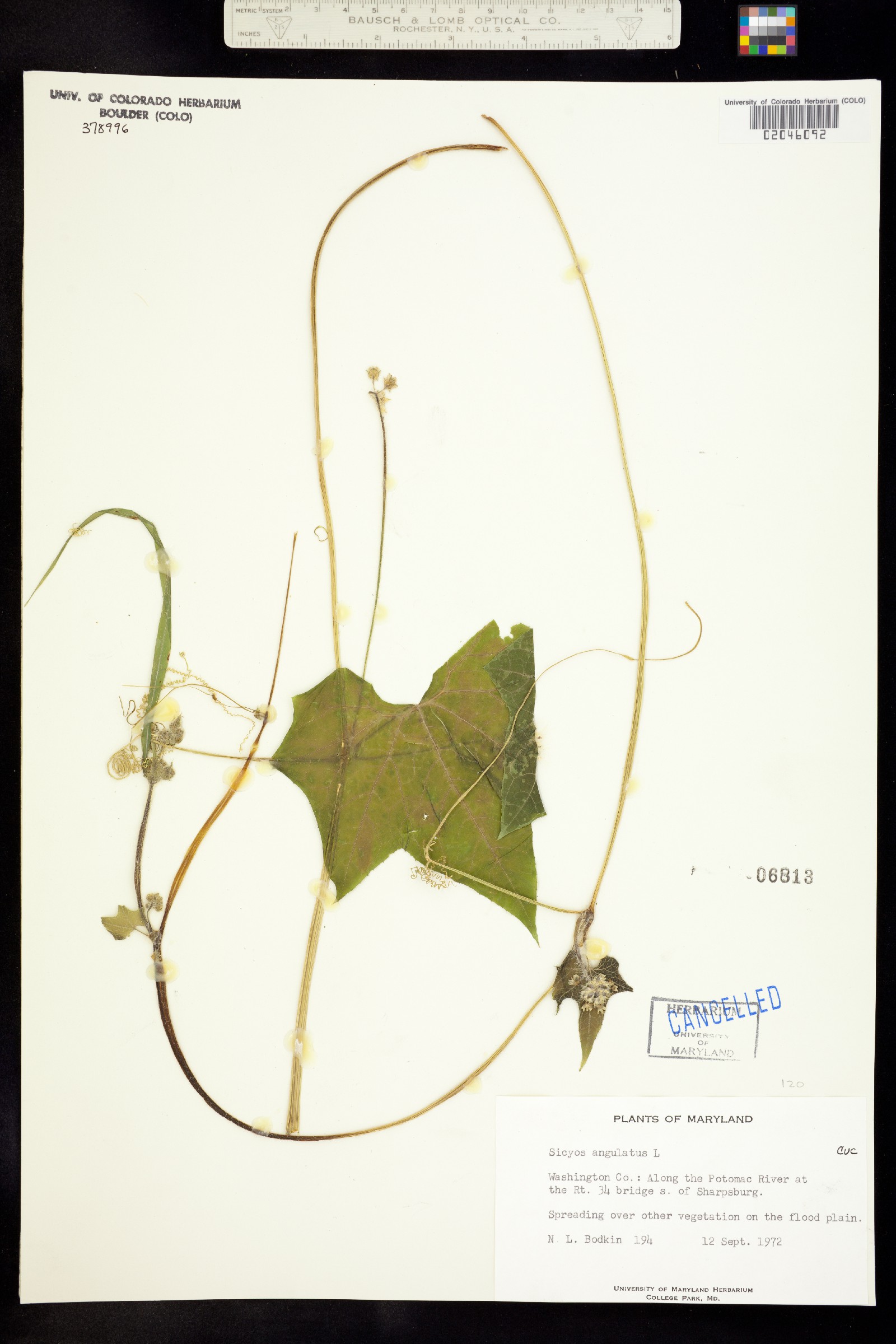 Sicyos angulatus image