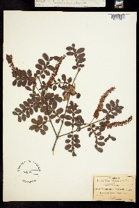 Weinmannia intermedia image