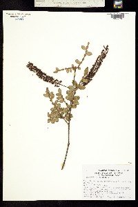 Weinmannia pinnata image