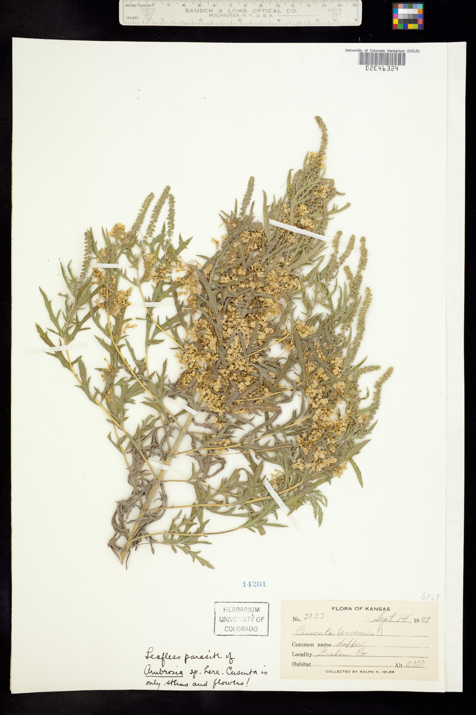 Cuscuta pentagona image