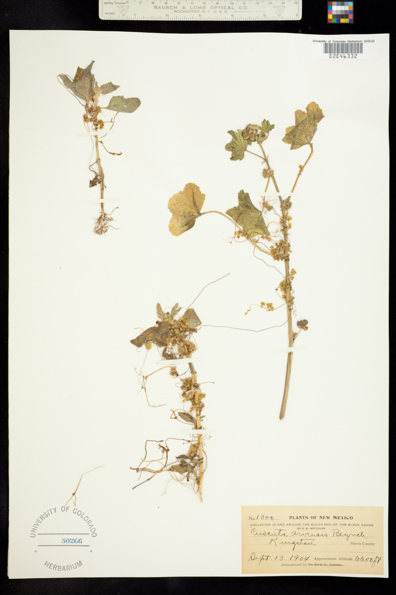 Cuscuta pentagona image