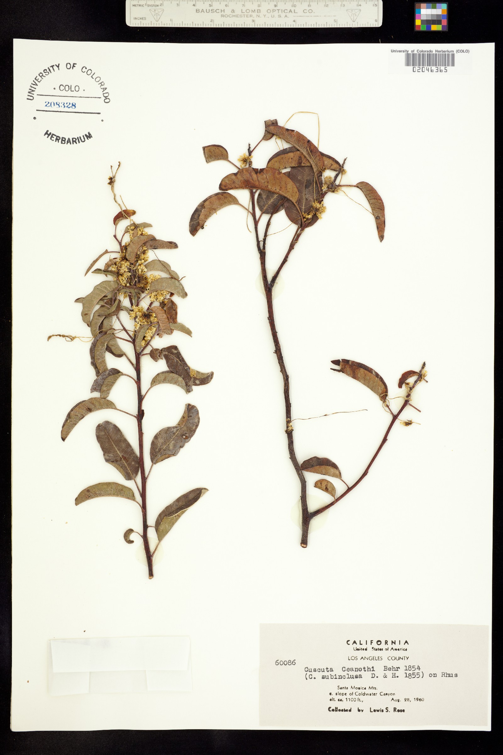 Cuscuta subinclusa image