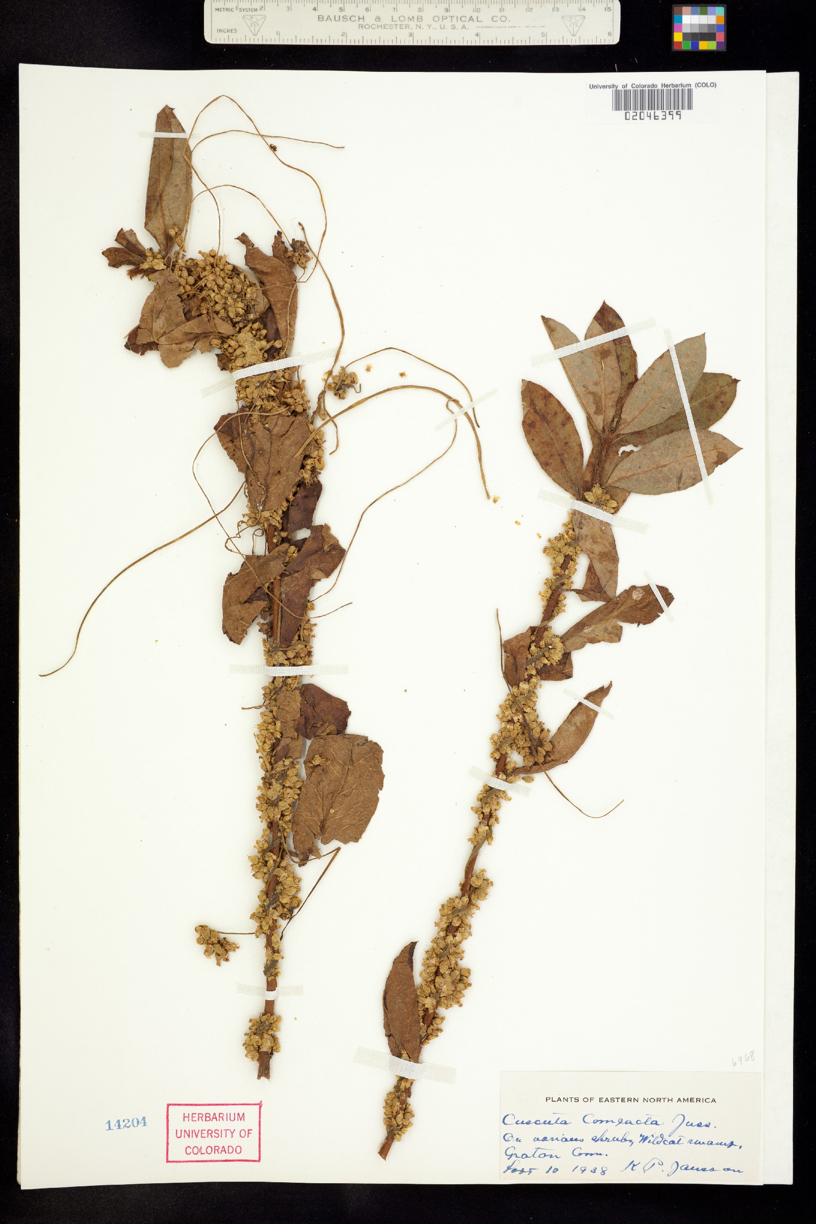 Cuscuta compacta image