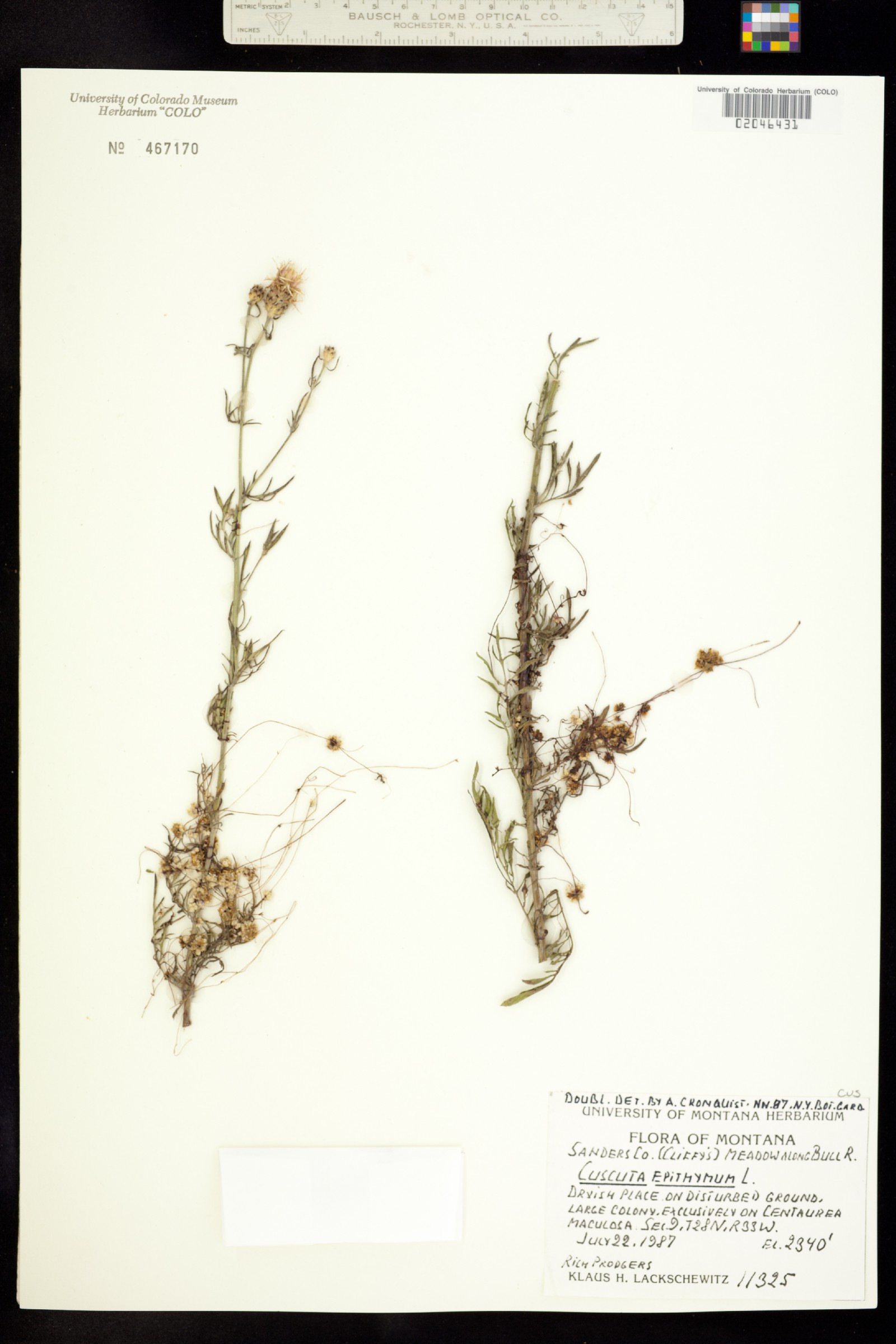 Cuscuta epithymum image