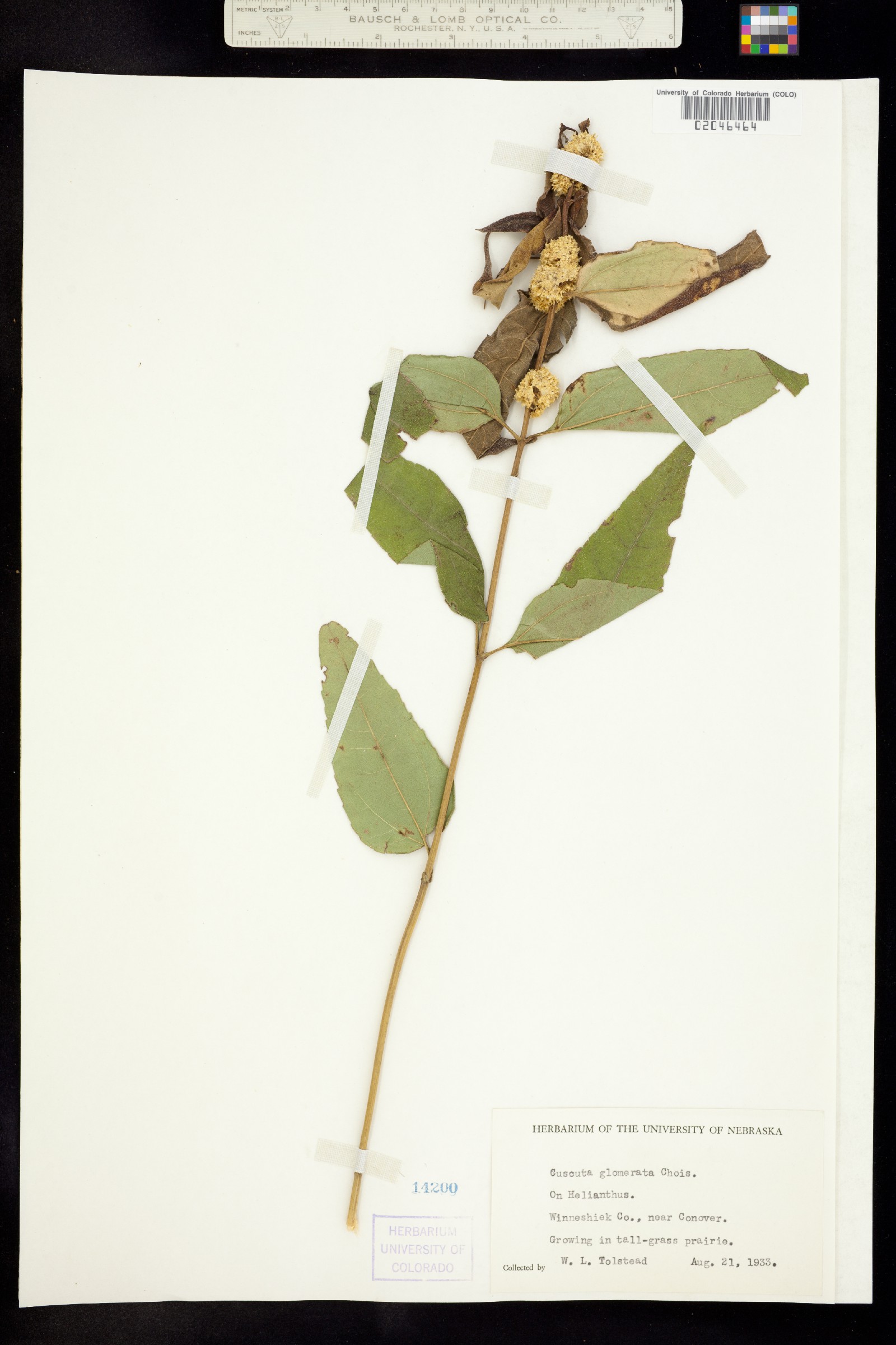 Cuscuta glomerata image