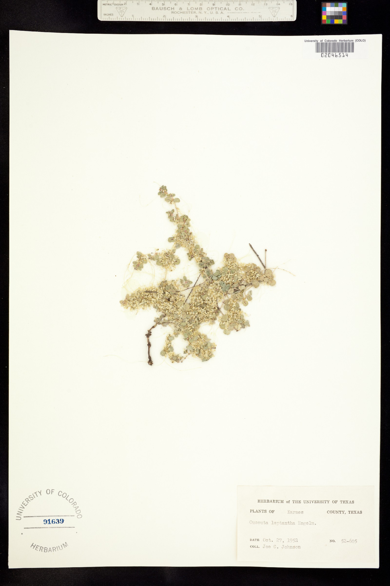 Cuscuta leptantha image