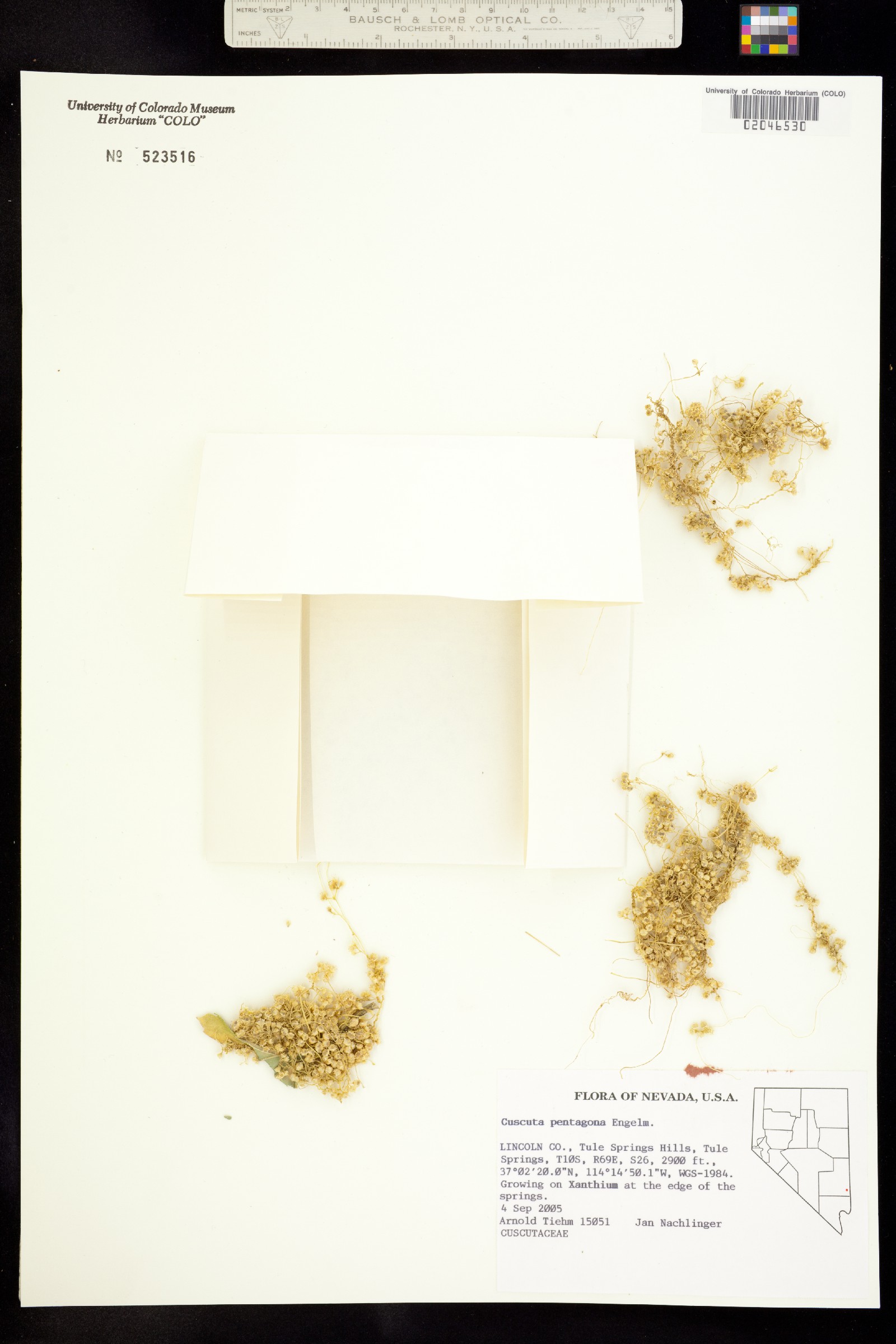 Cuscuta pentagona image