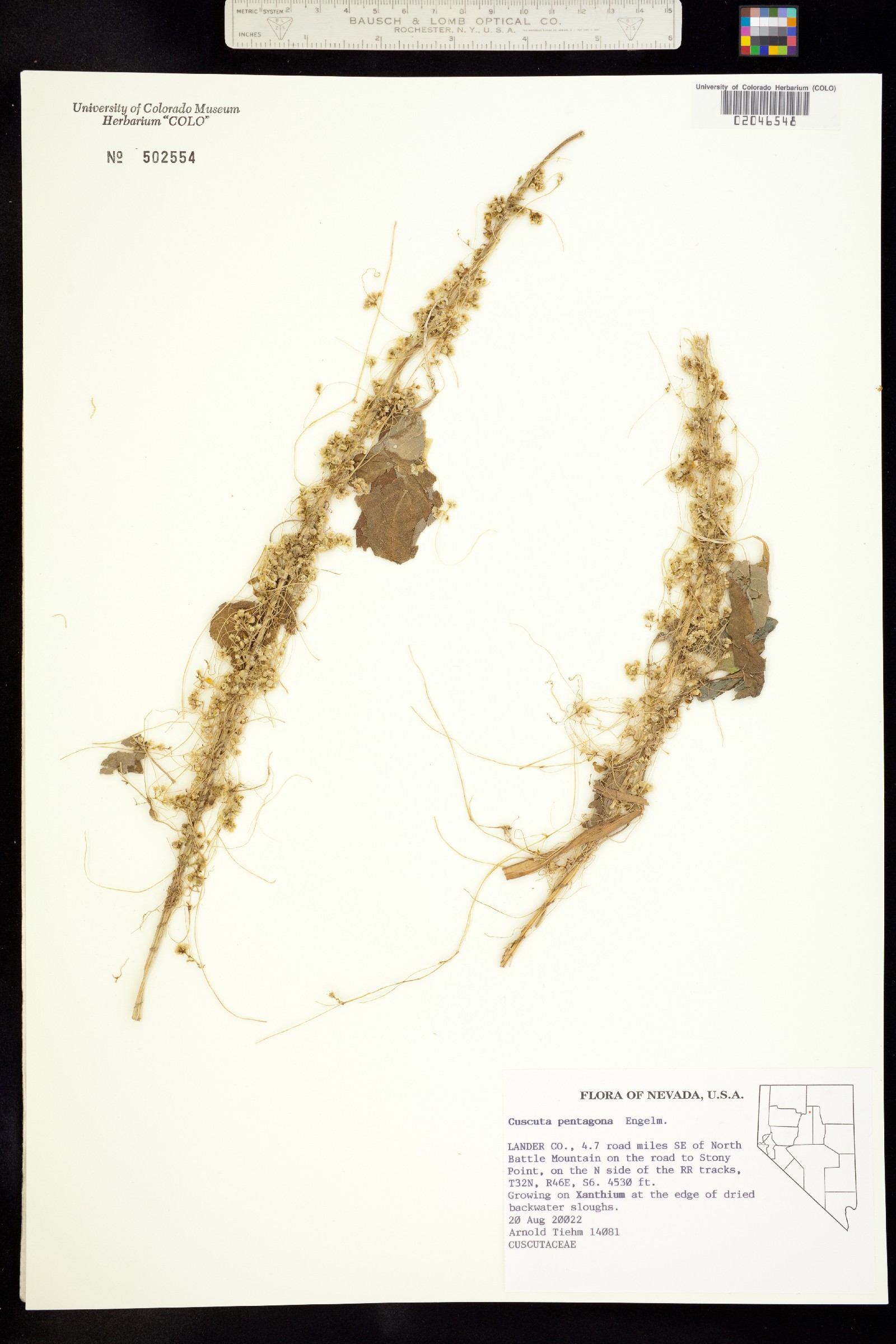 Cuscuta pentagona image