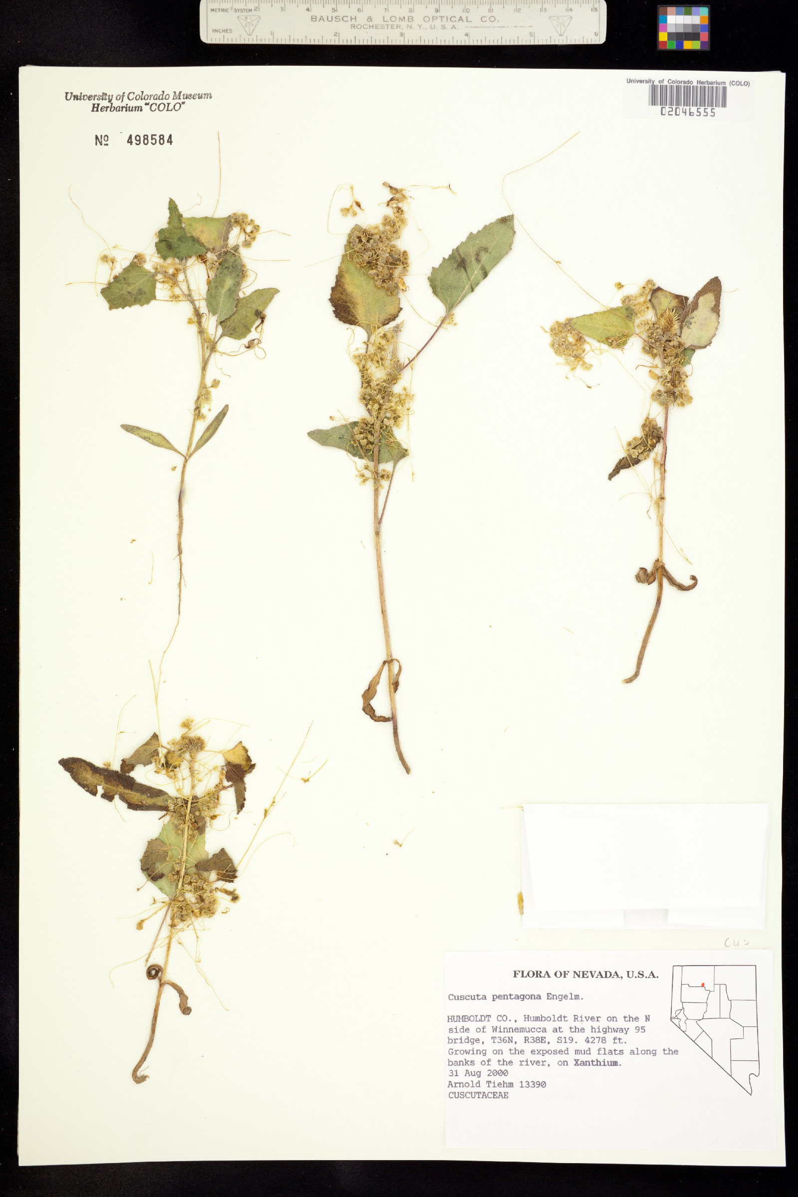 Cuscuta image