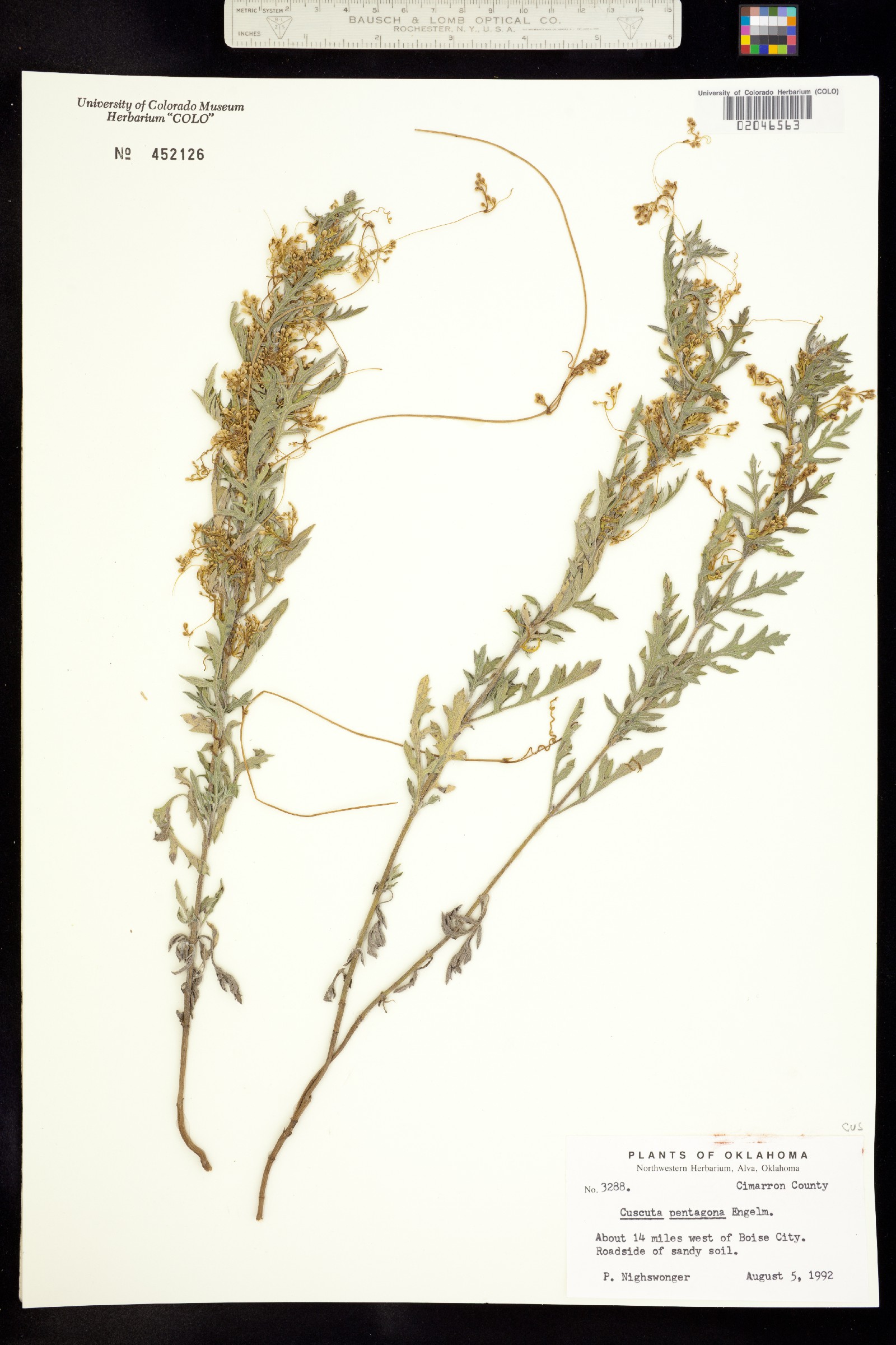 Cuscuta pentagona image