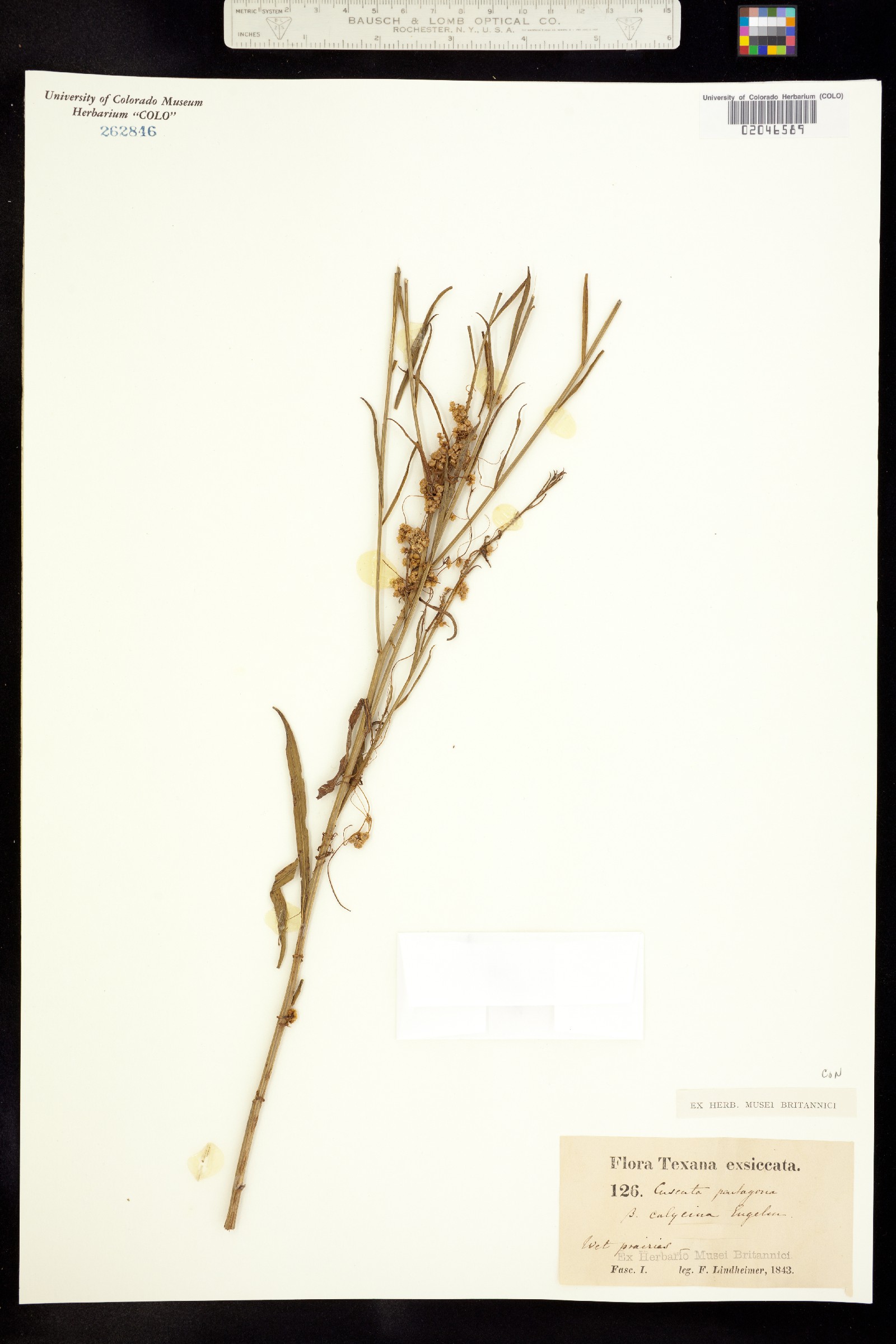 Cuscuta pentagona image