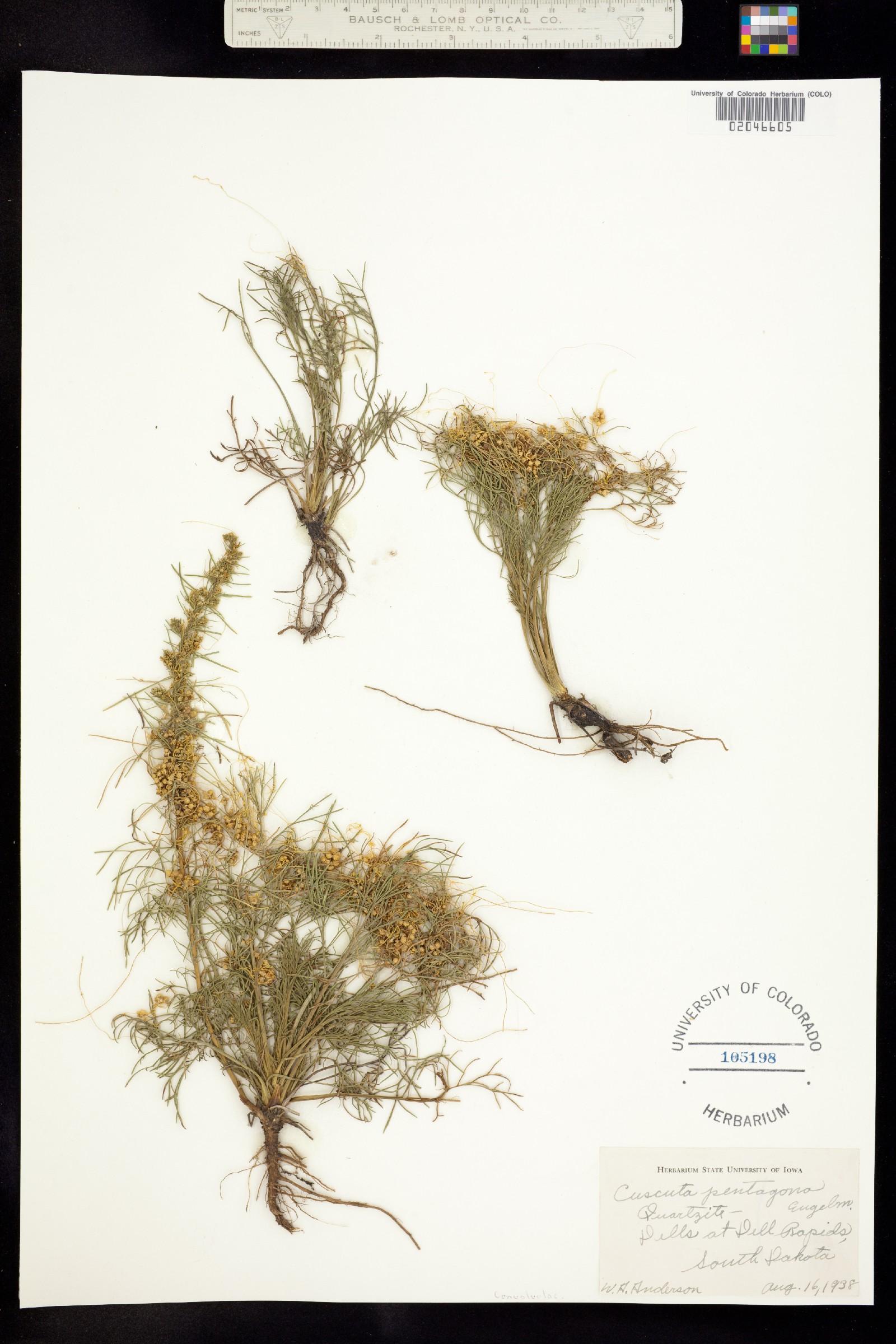 Cuscuta pentagona image