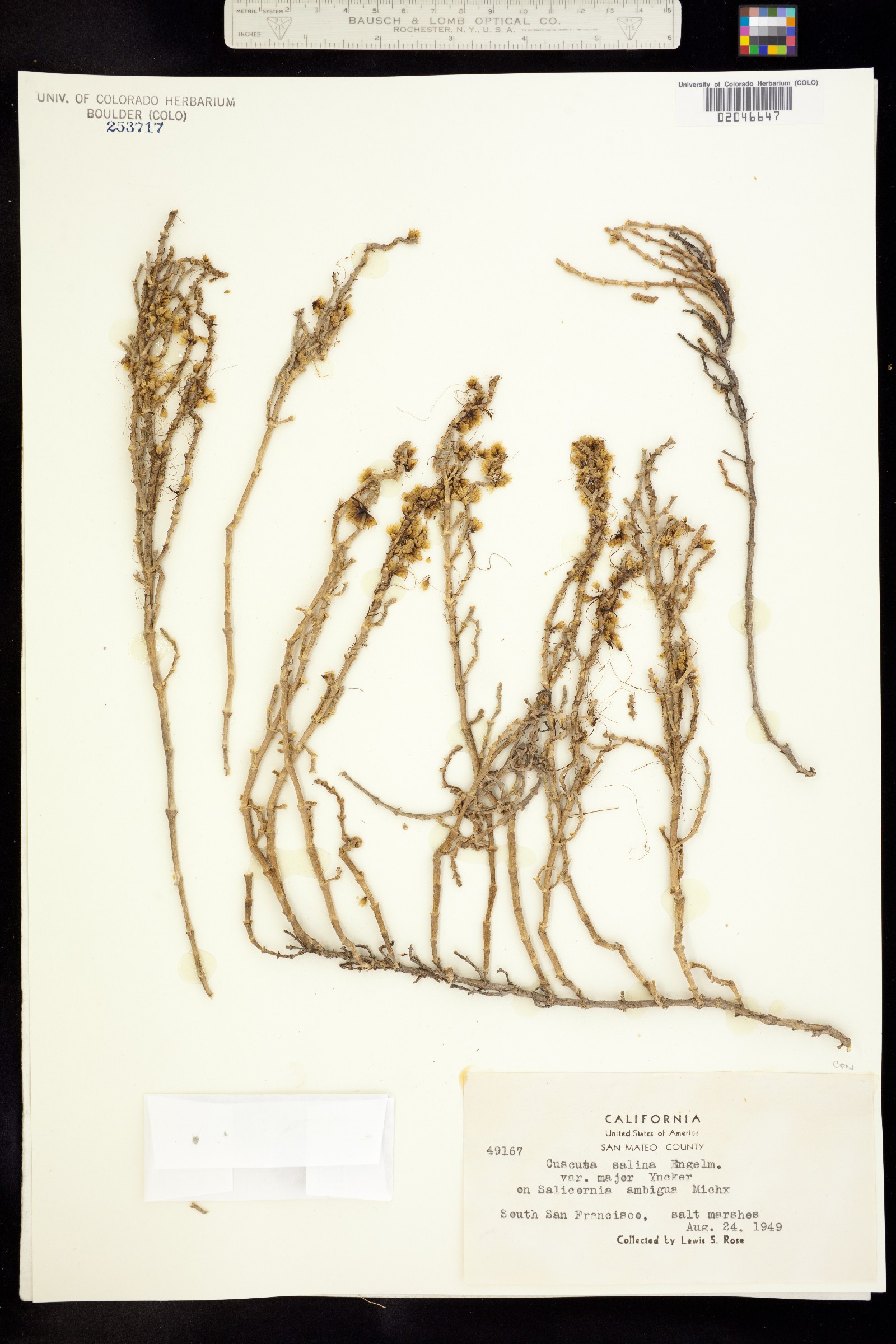 Cuscuta salina image