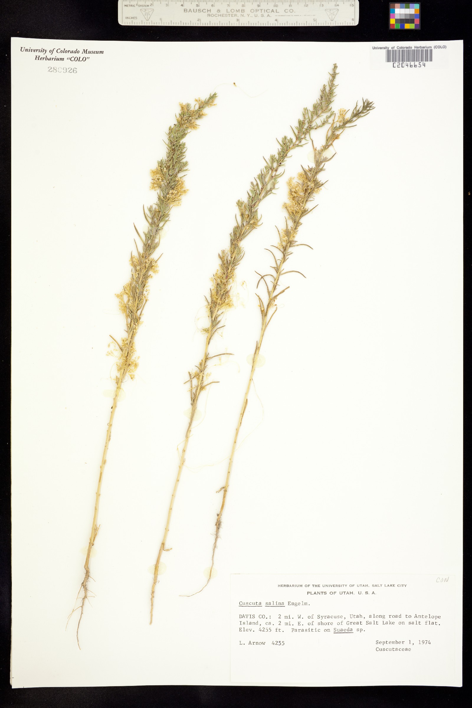 Cuscuta salina image