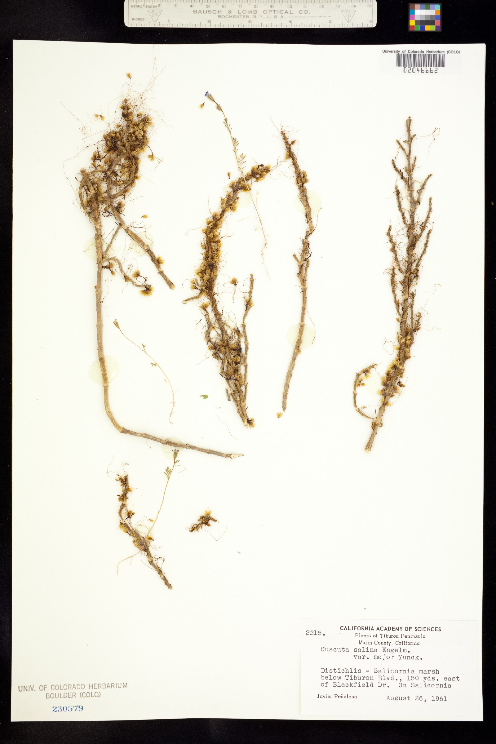 Cuscuta salina image