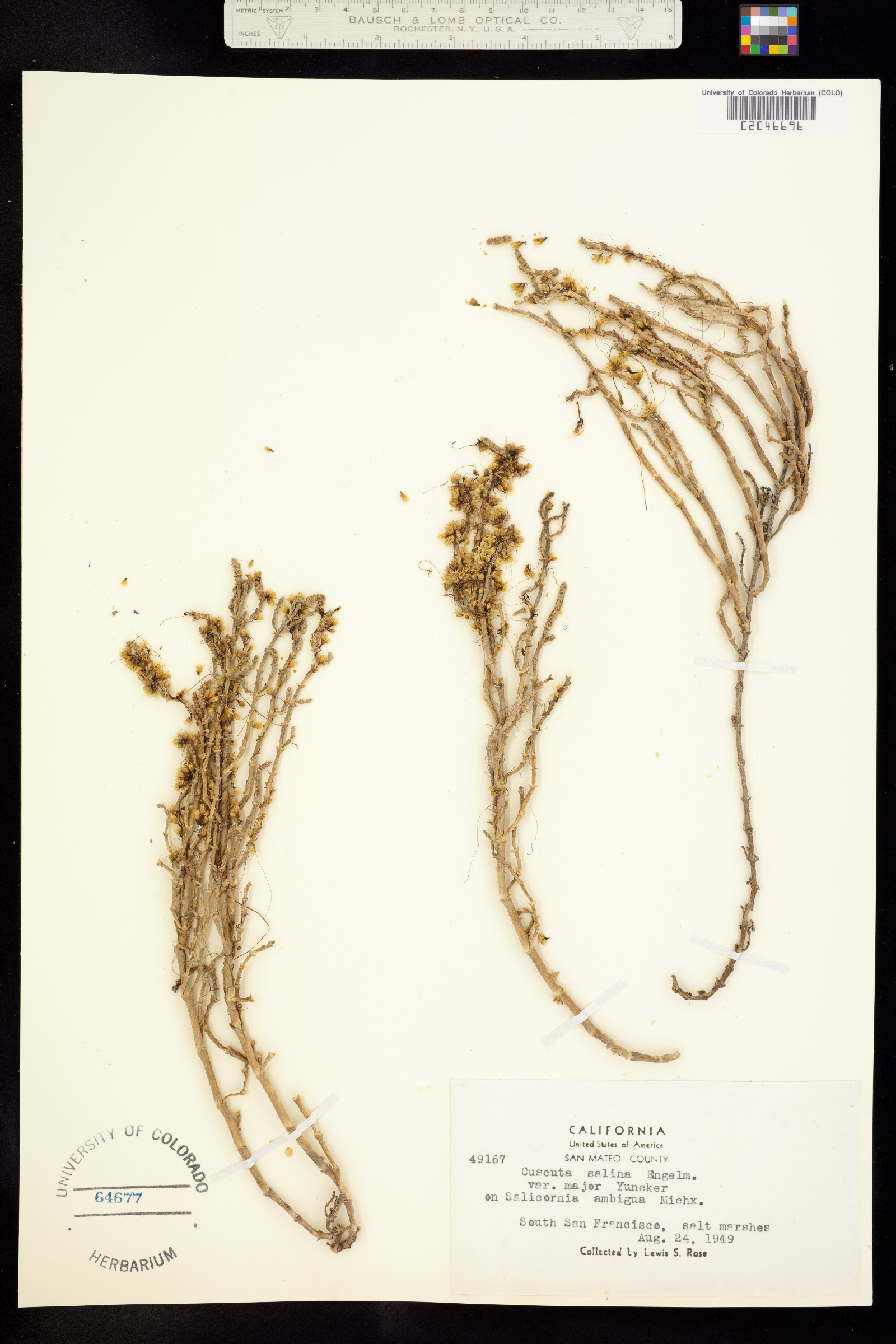 Cuscuta salina image