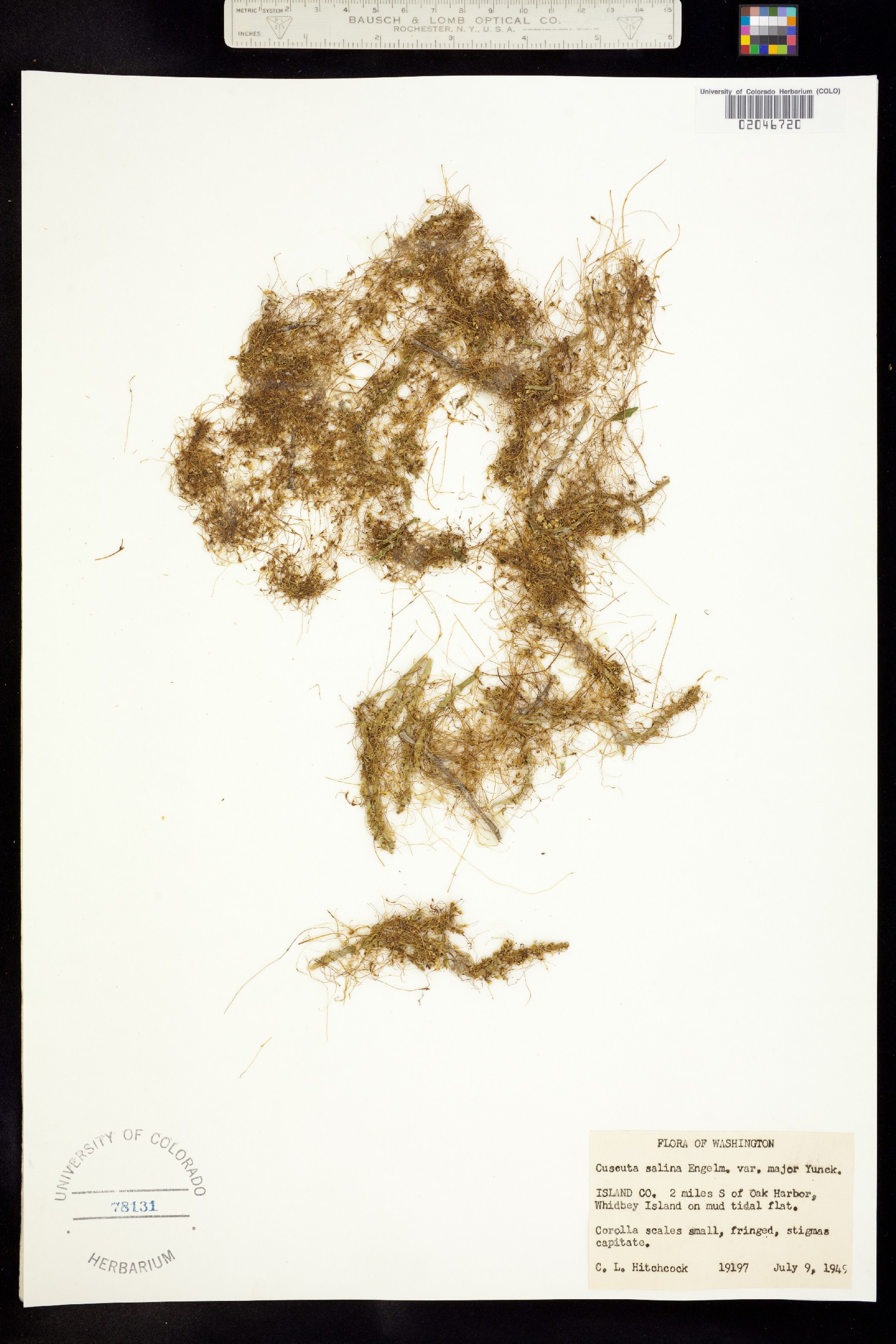 Cuscuta salina image