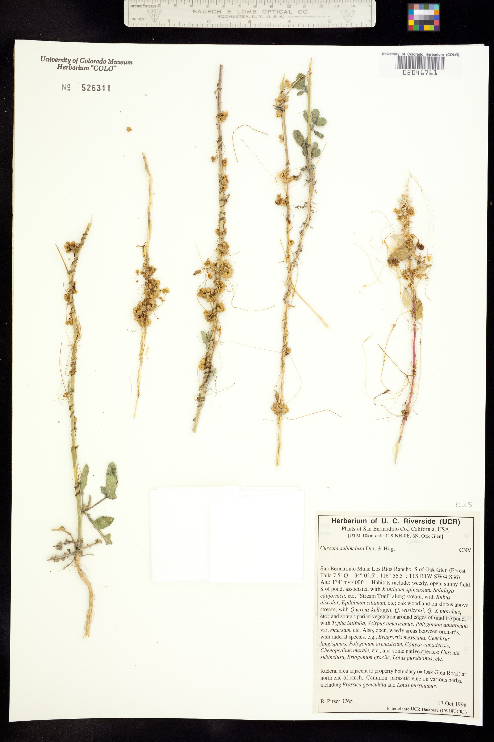 Cuscuta image