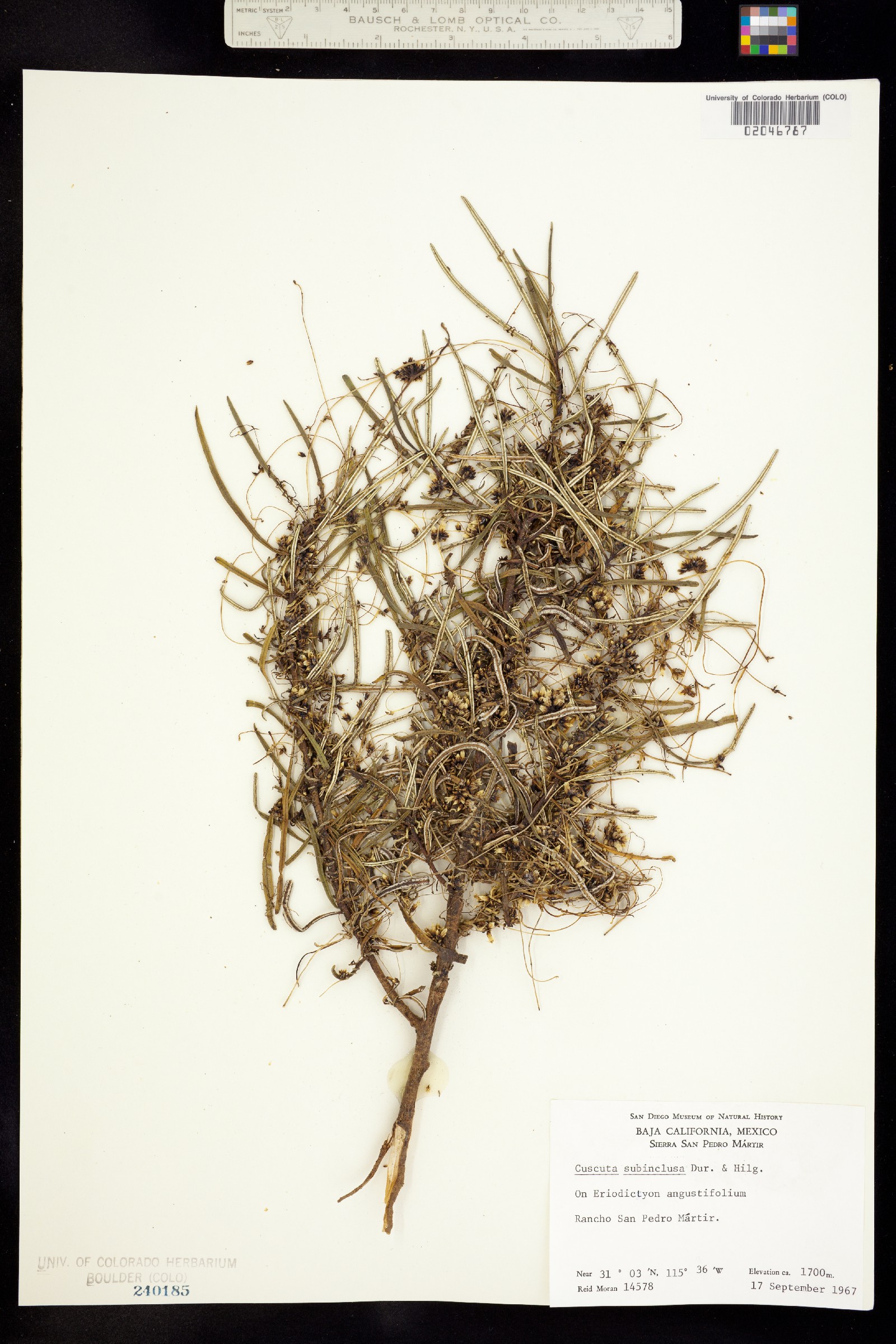 Cuscuta subinclusa image