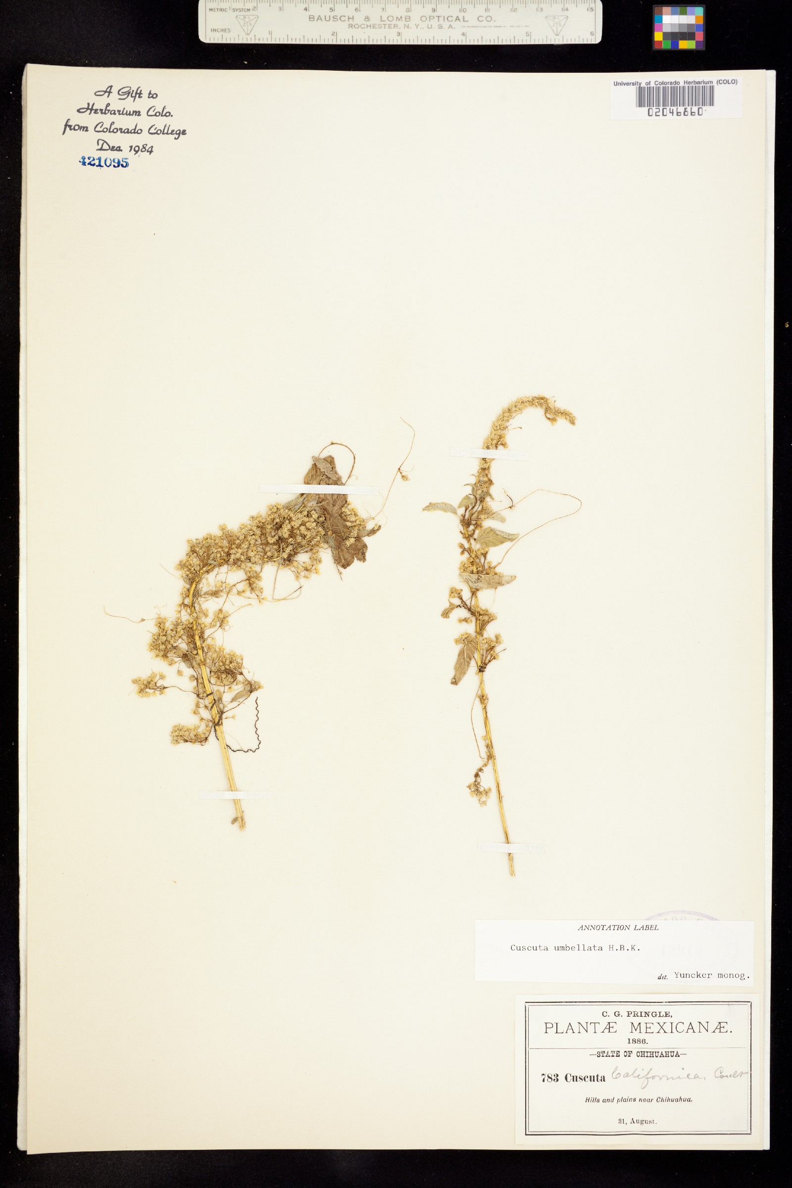 Cuscuta umbellata image