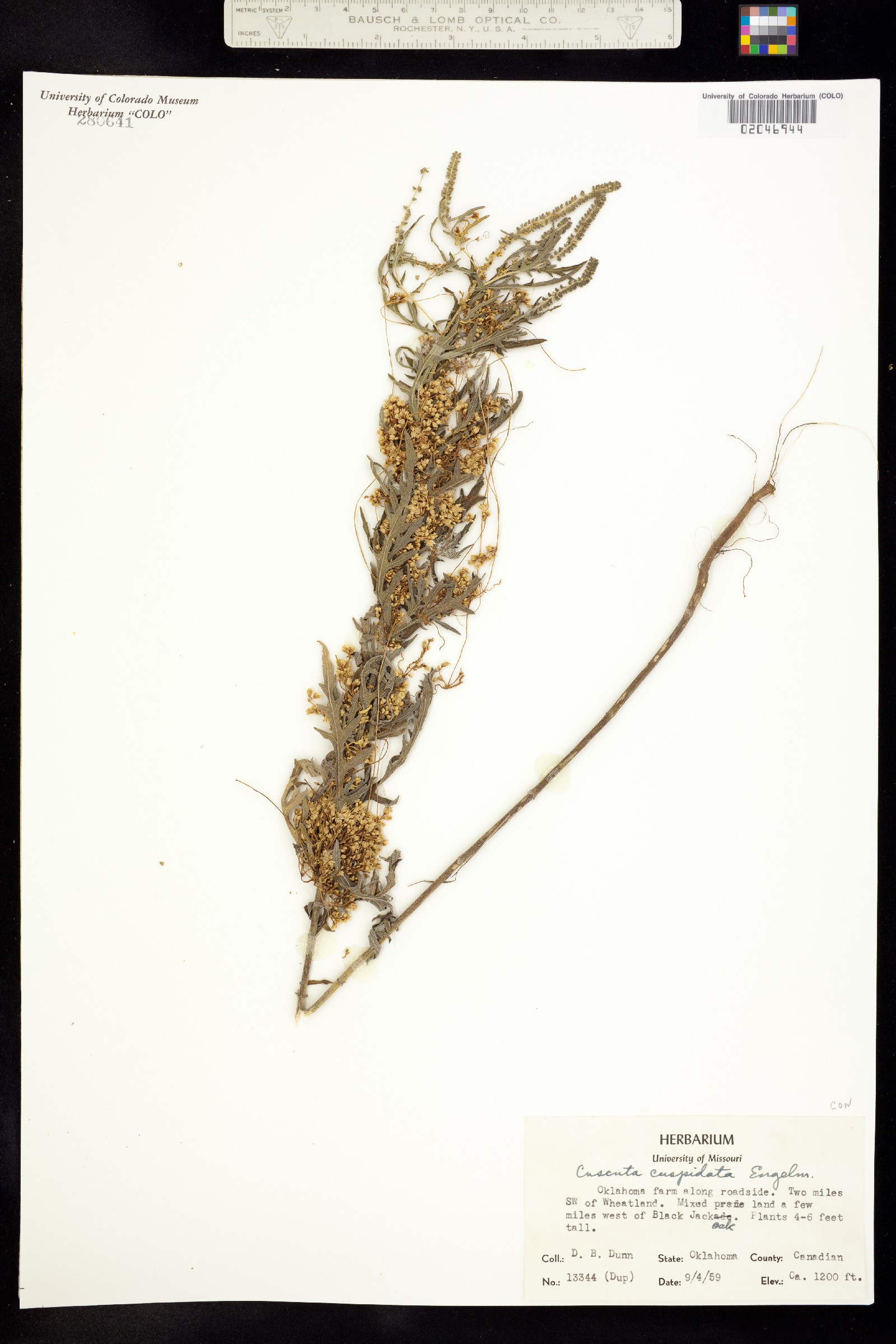 Cuscuta cuspidata image