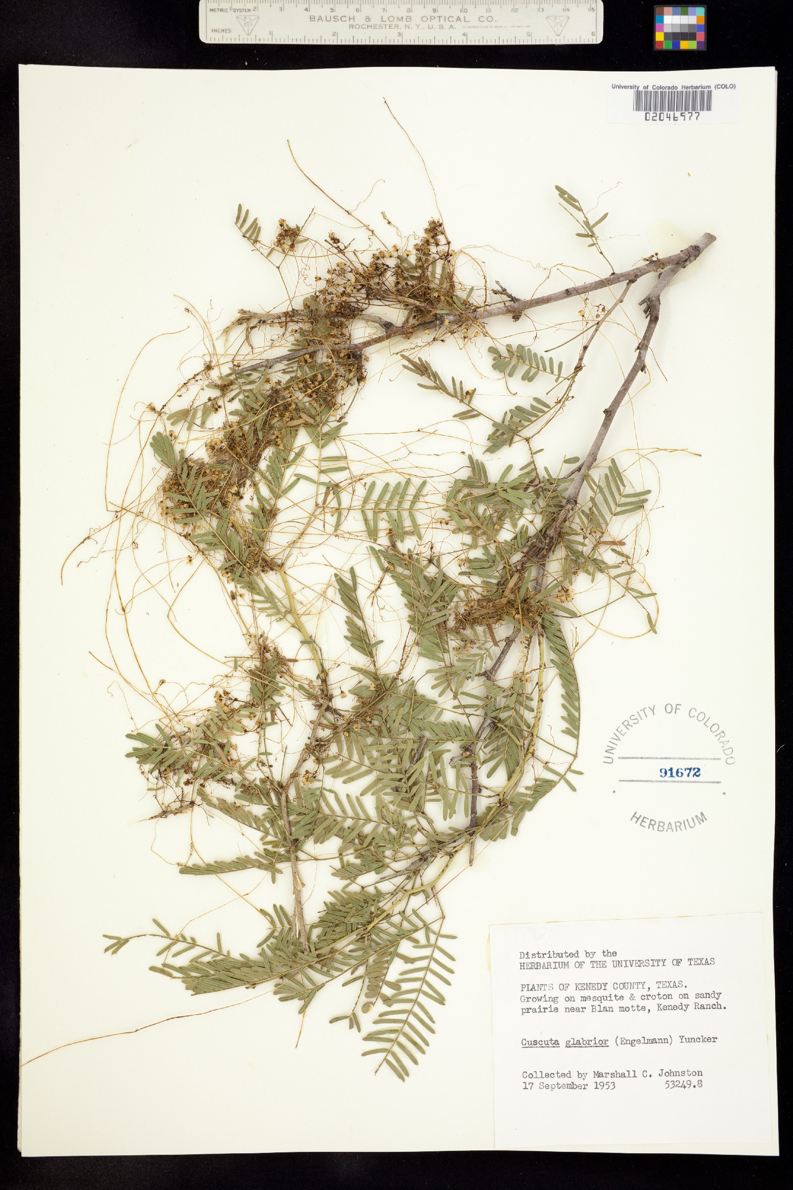 Cuscuta glabrior image