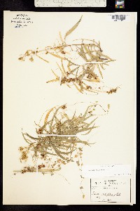 Cuscuta jalapensis image