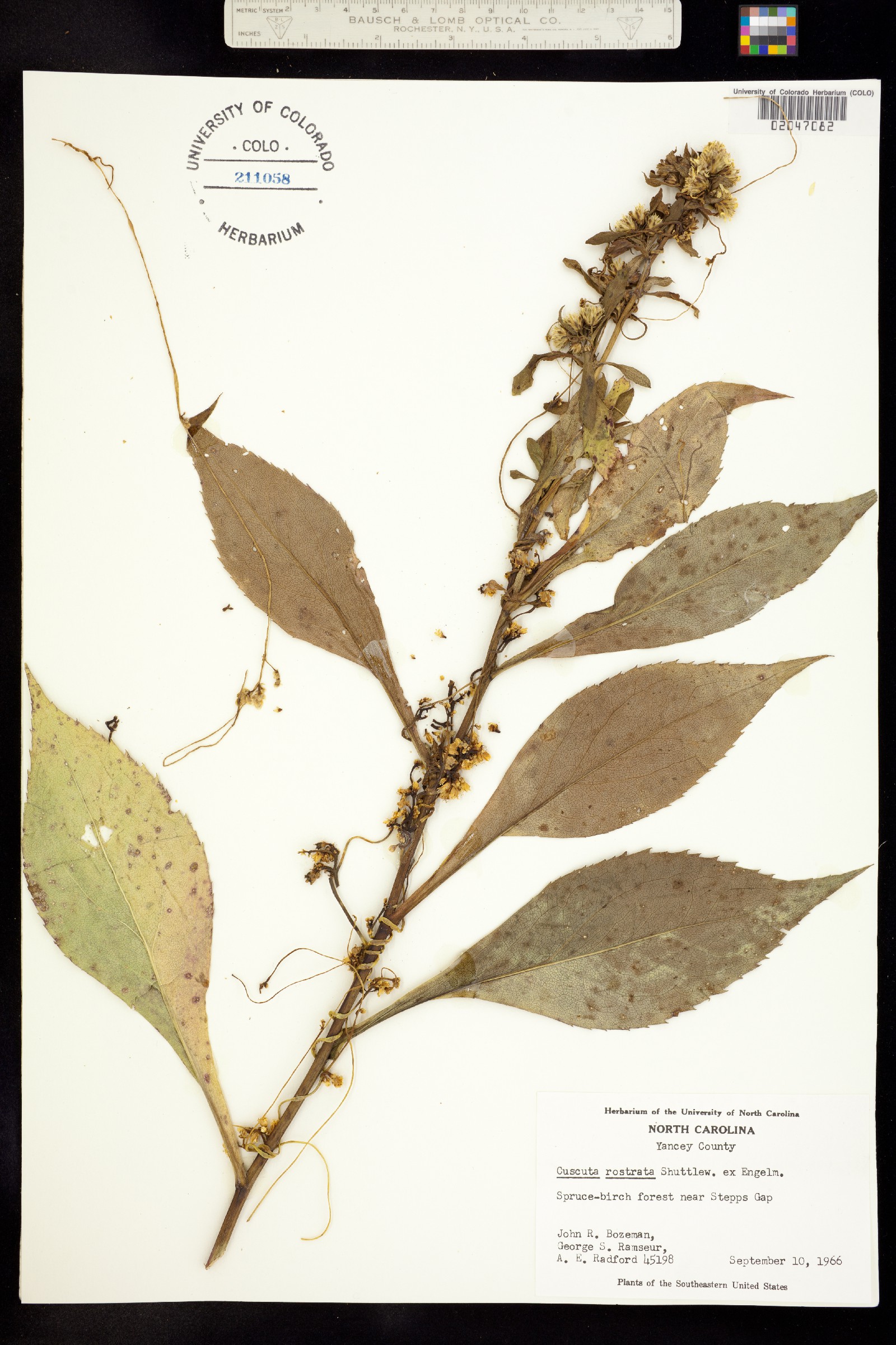Cuscutaceae image