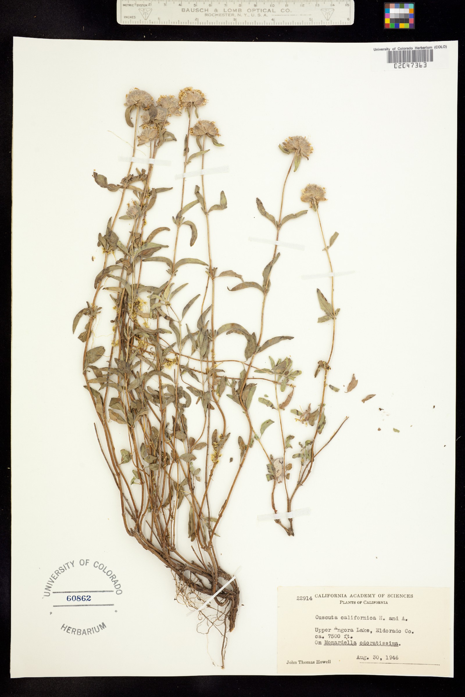 Cuscuta californica image