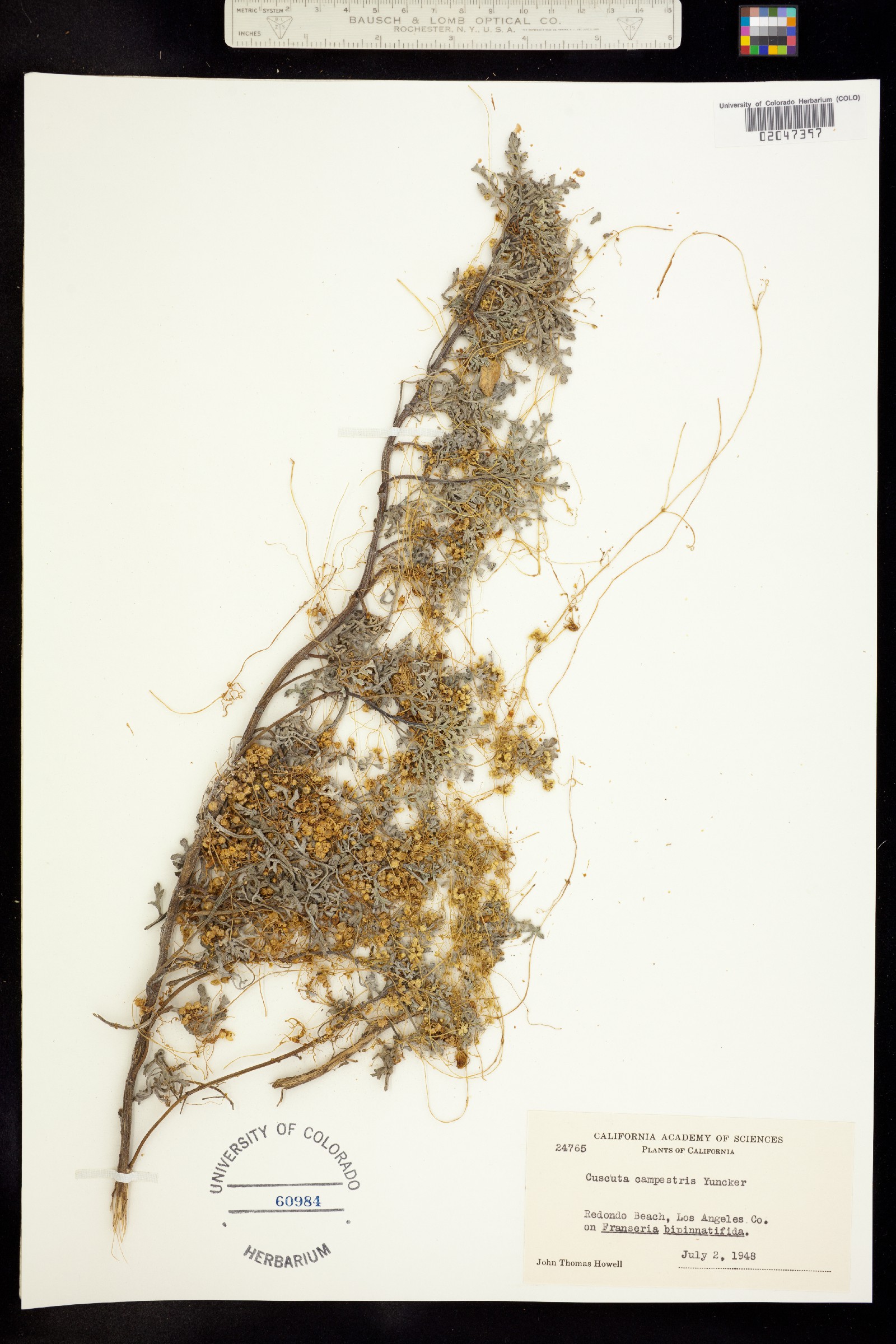 Cuscuta campestris image