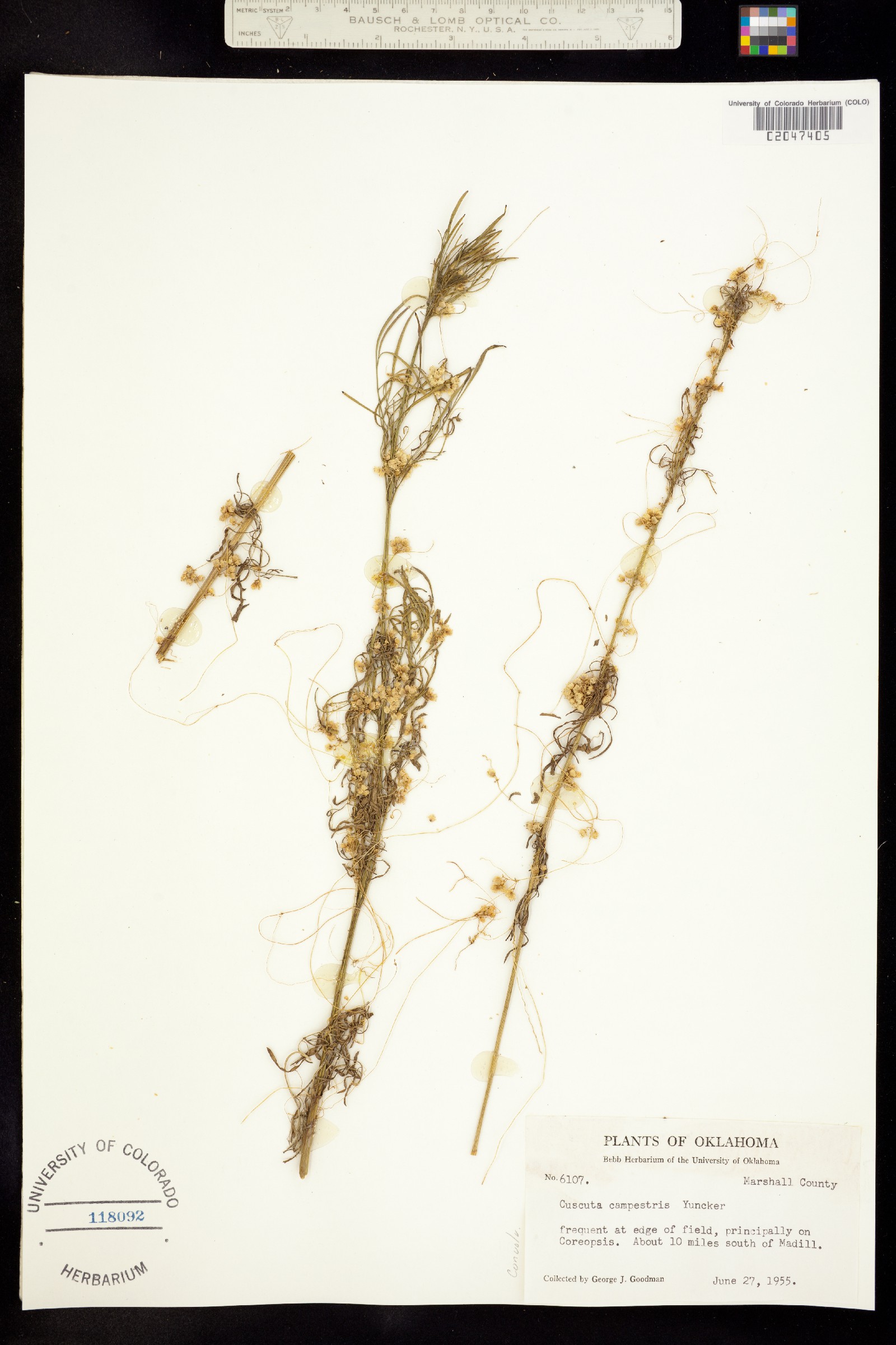 Cuscuta campestris image