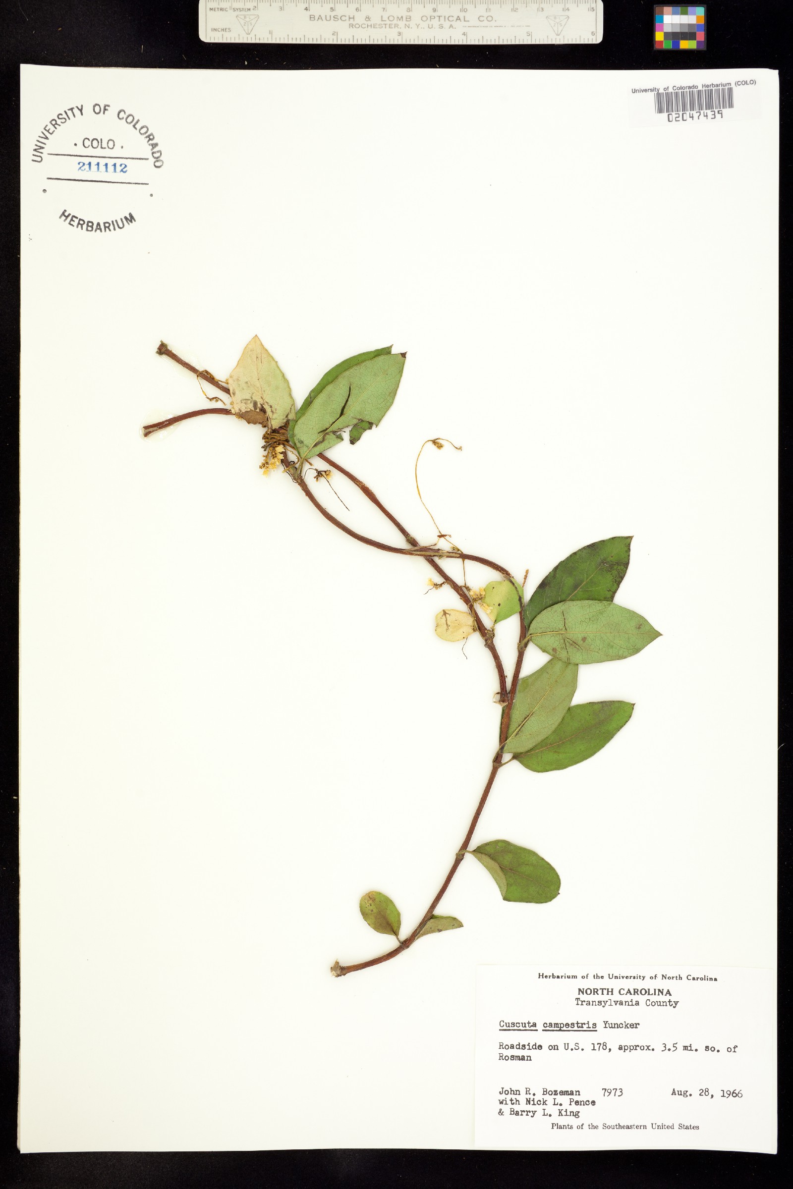 Cuscuta campestris image