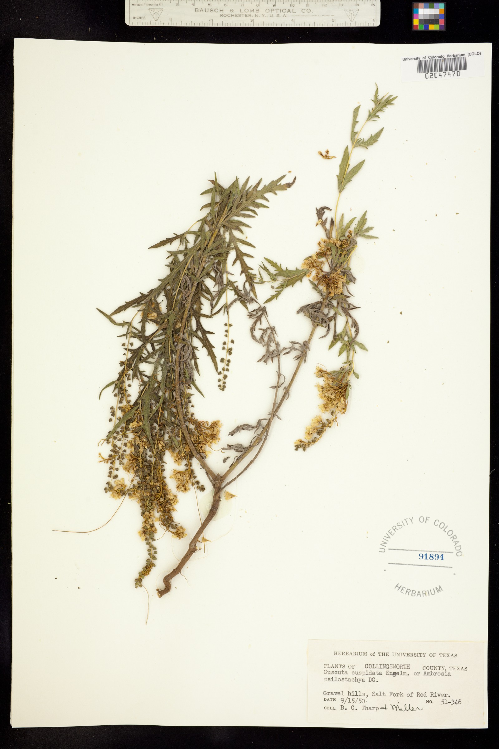 Cuscuta cuspidata image