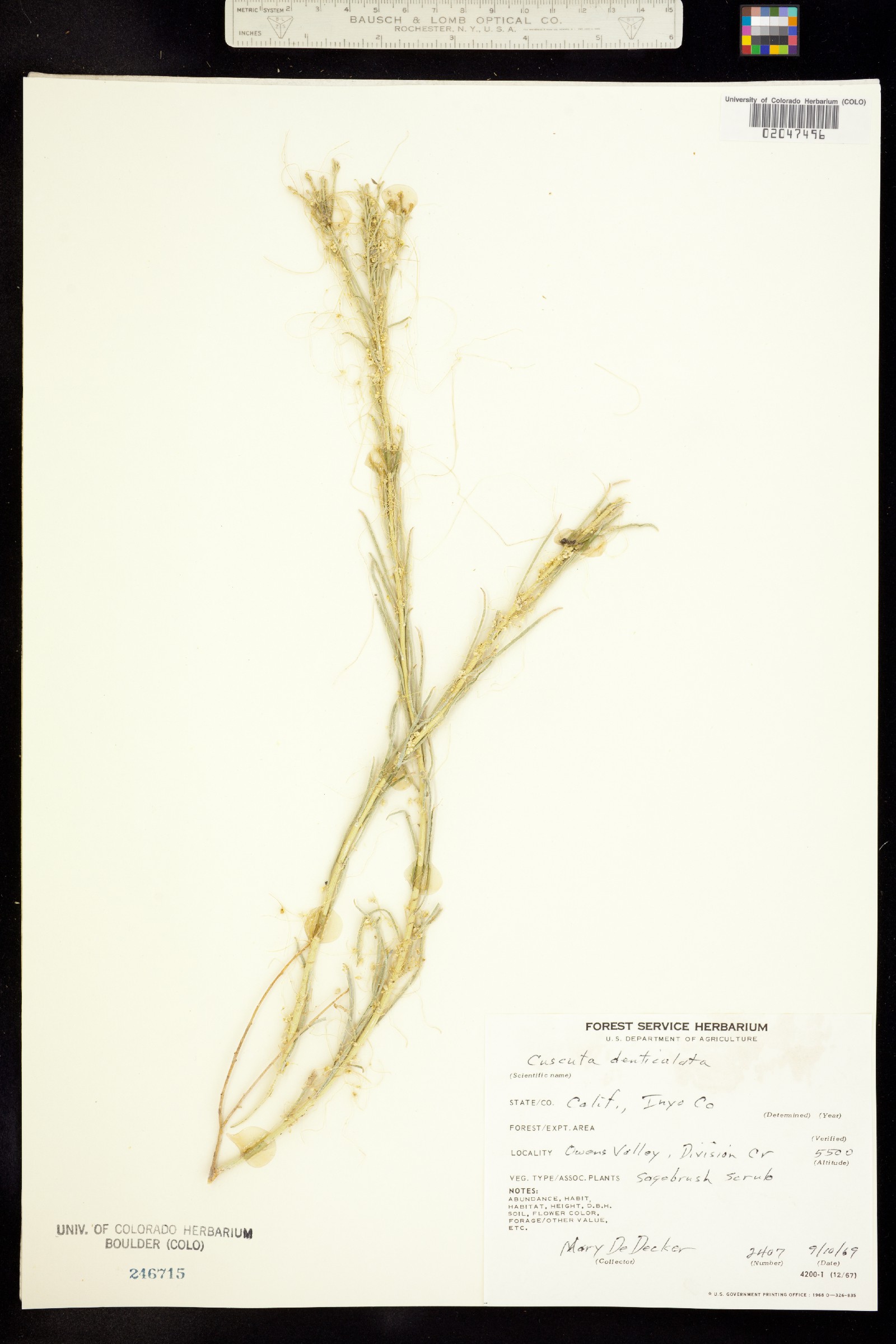 Cuscuta denticulata image