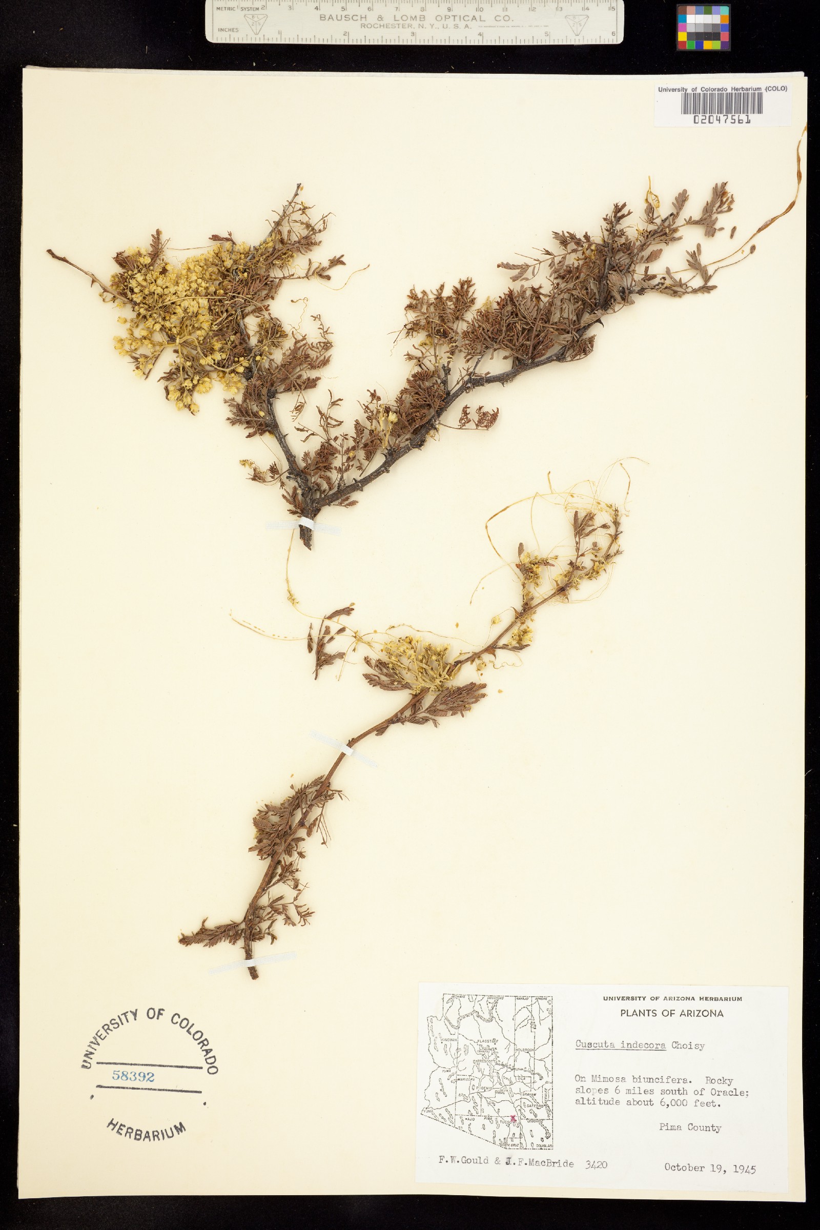 Cuscuta image