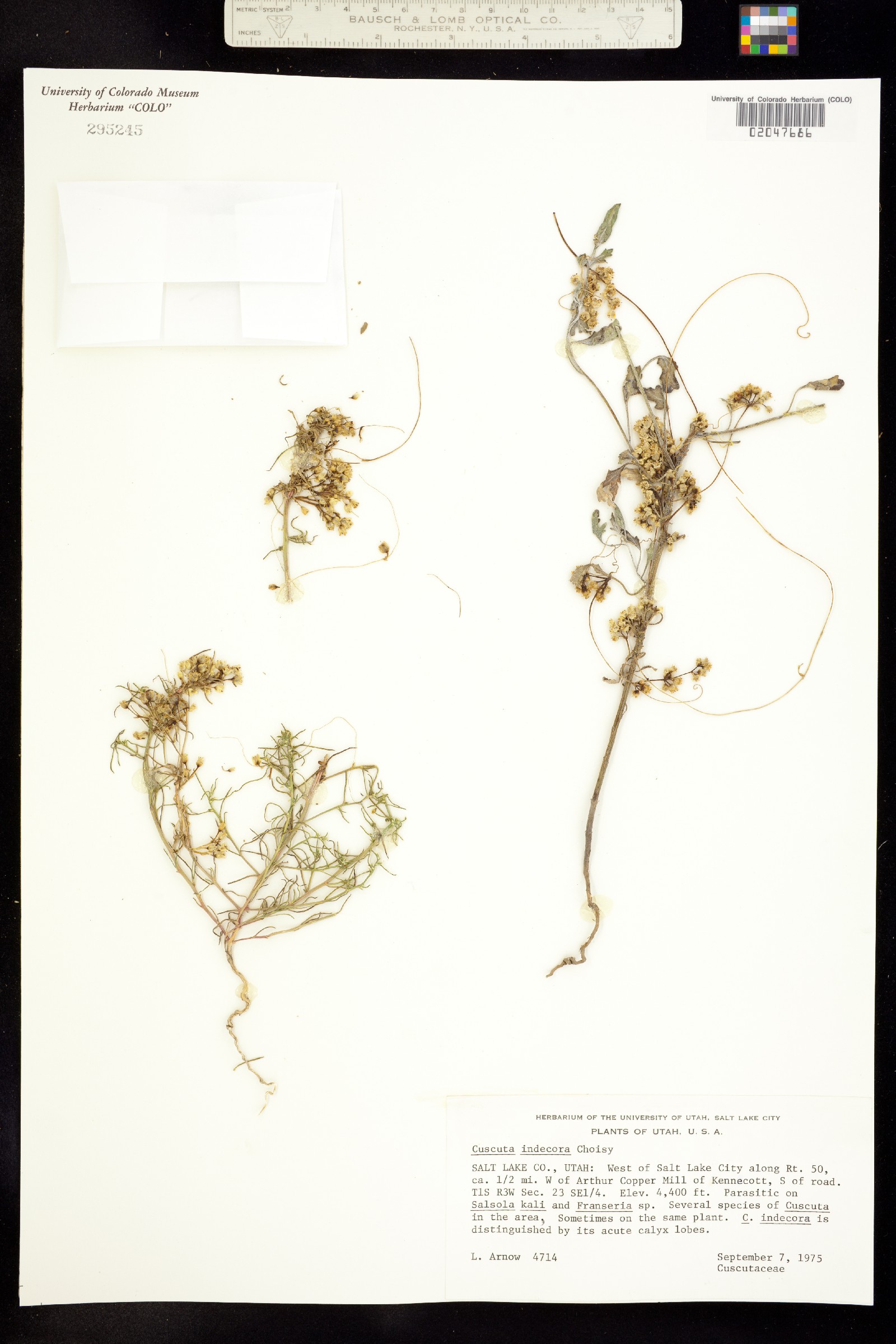 Cuscuta indecora var. indecora image