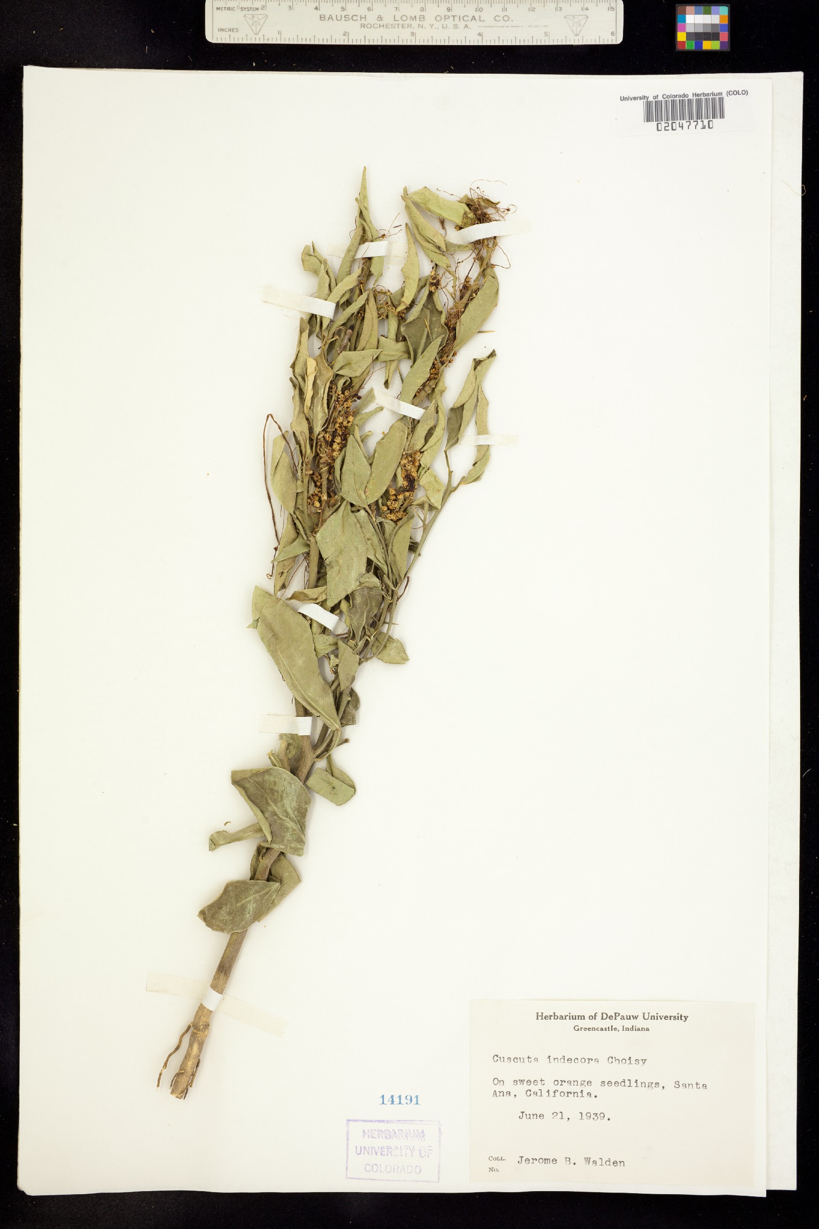 Grammica indecora image