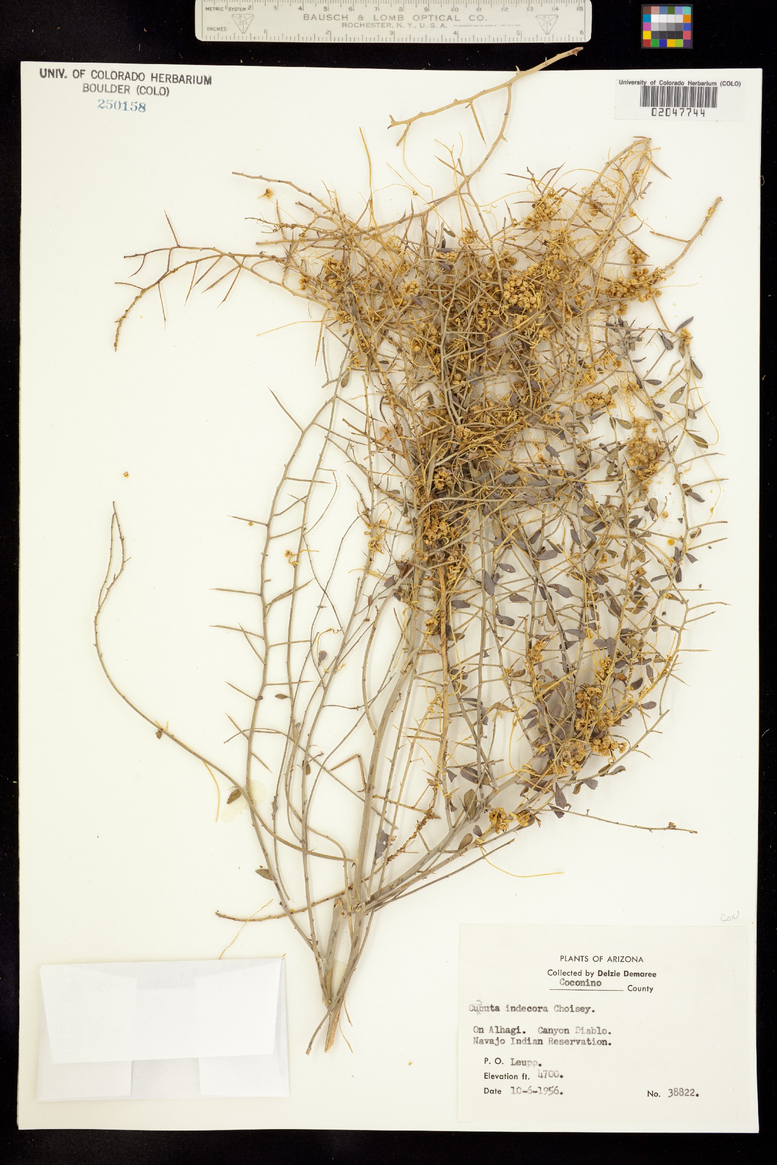 Cuscuta indecora image