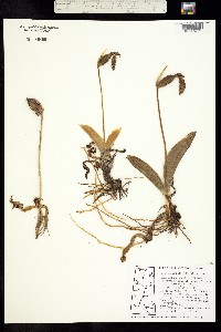 Image of Cypripedium acaule