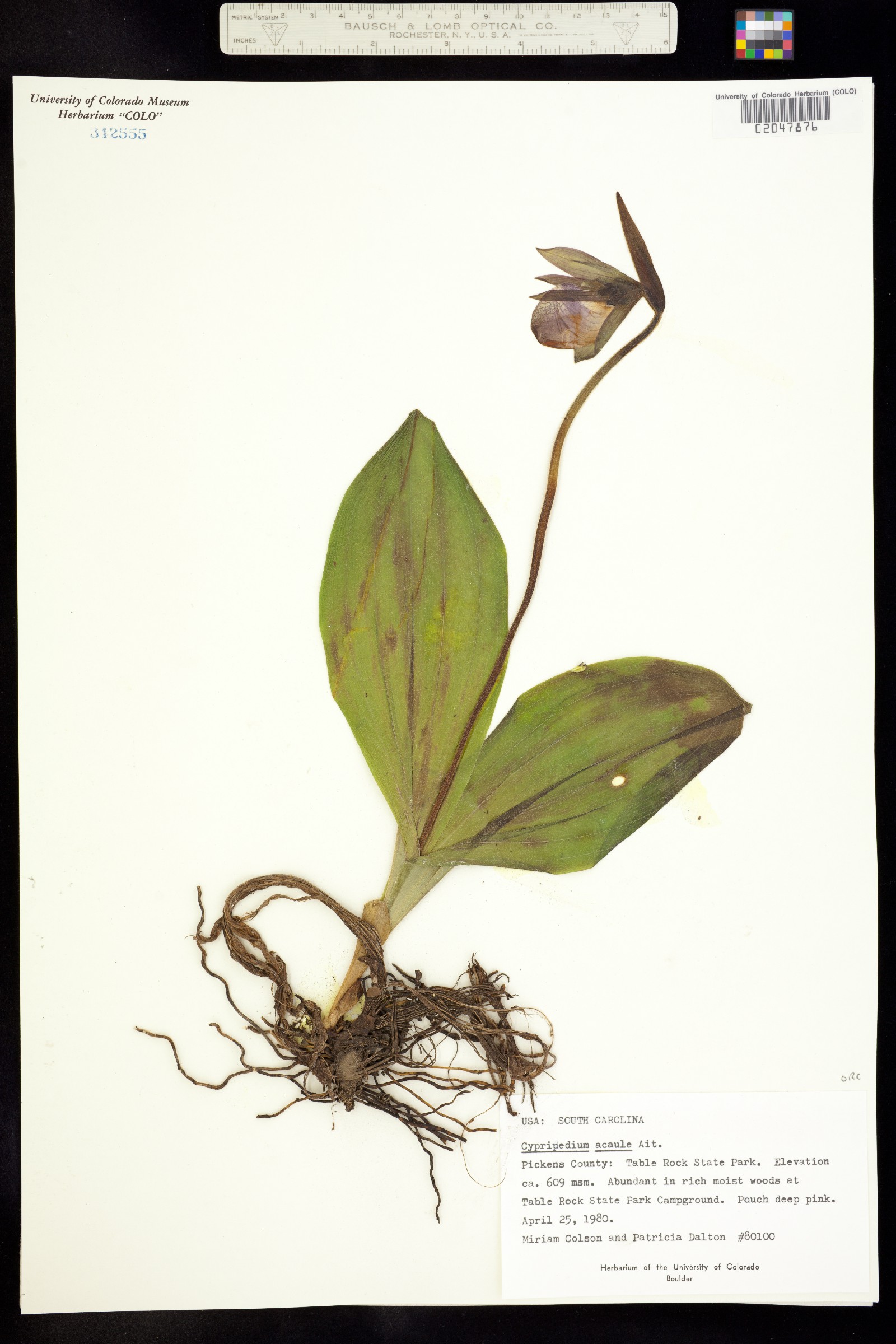 Cypripedium acaule image