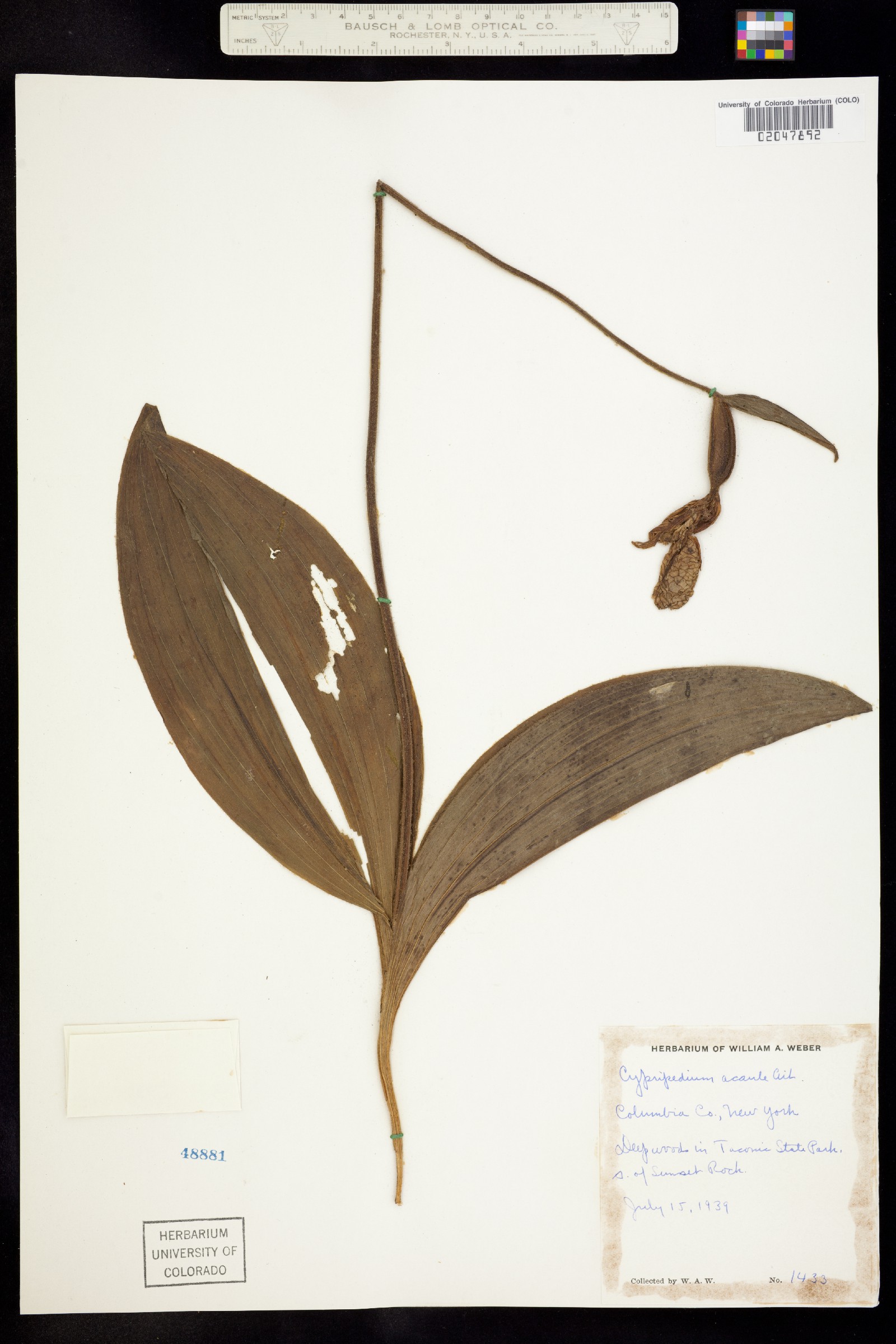 Cypripedium acaule image