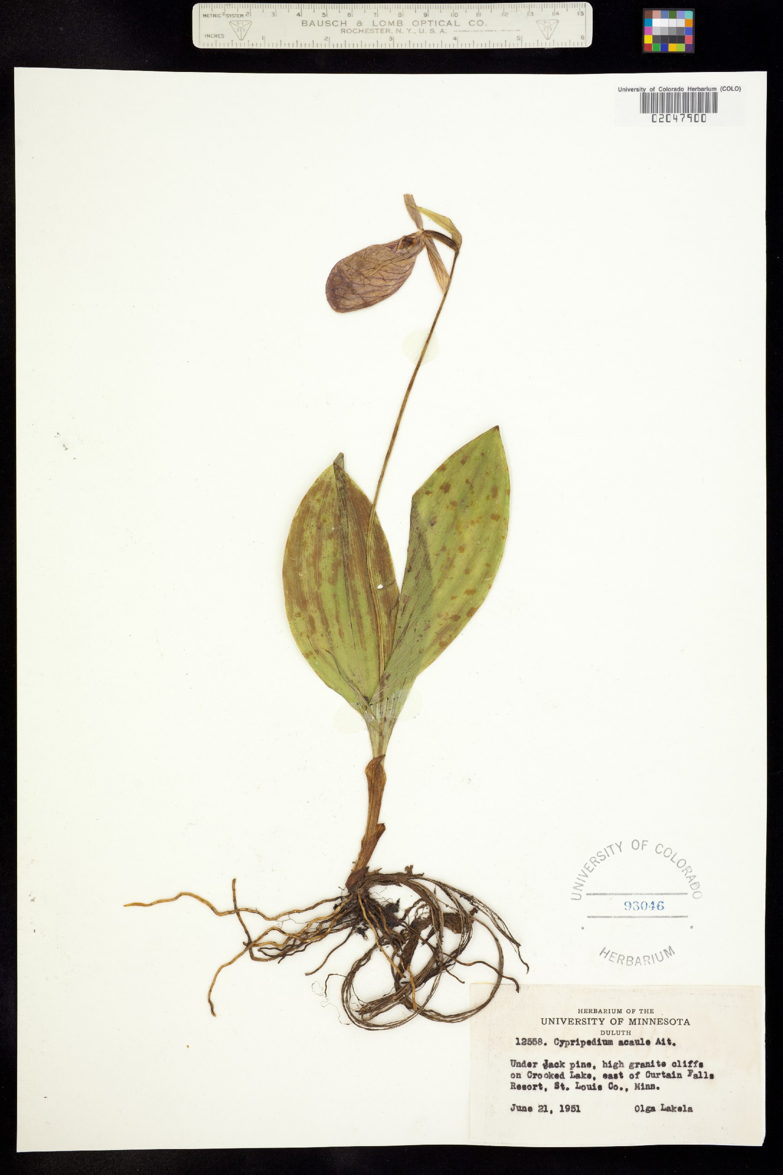 Cypripedium acaule image