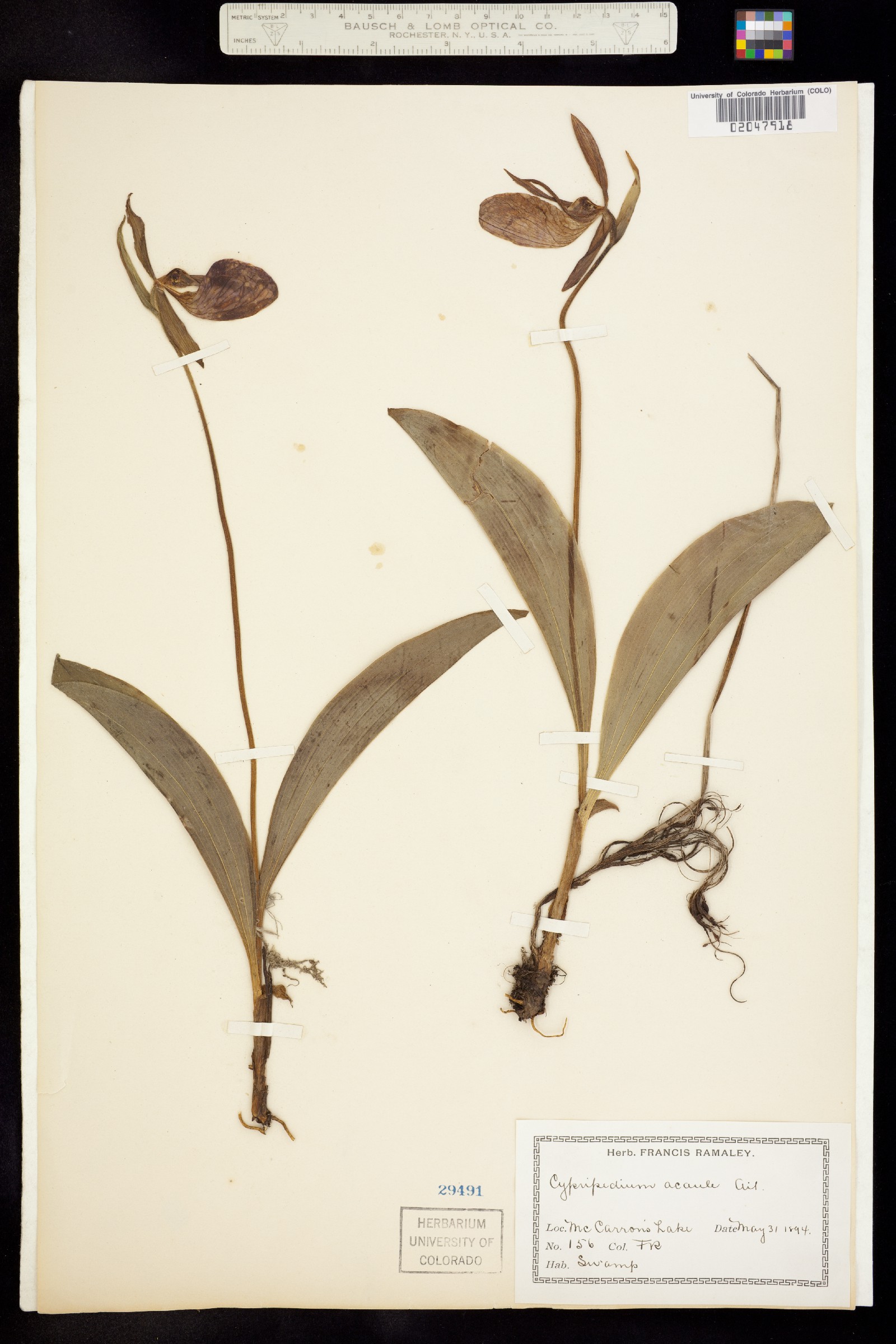 Cypripedium acaule image