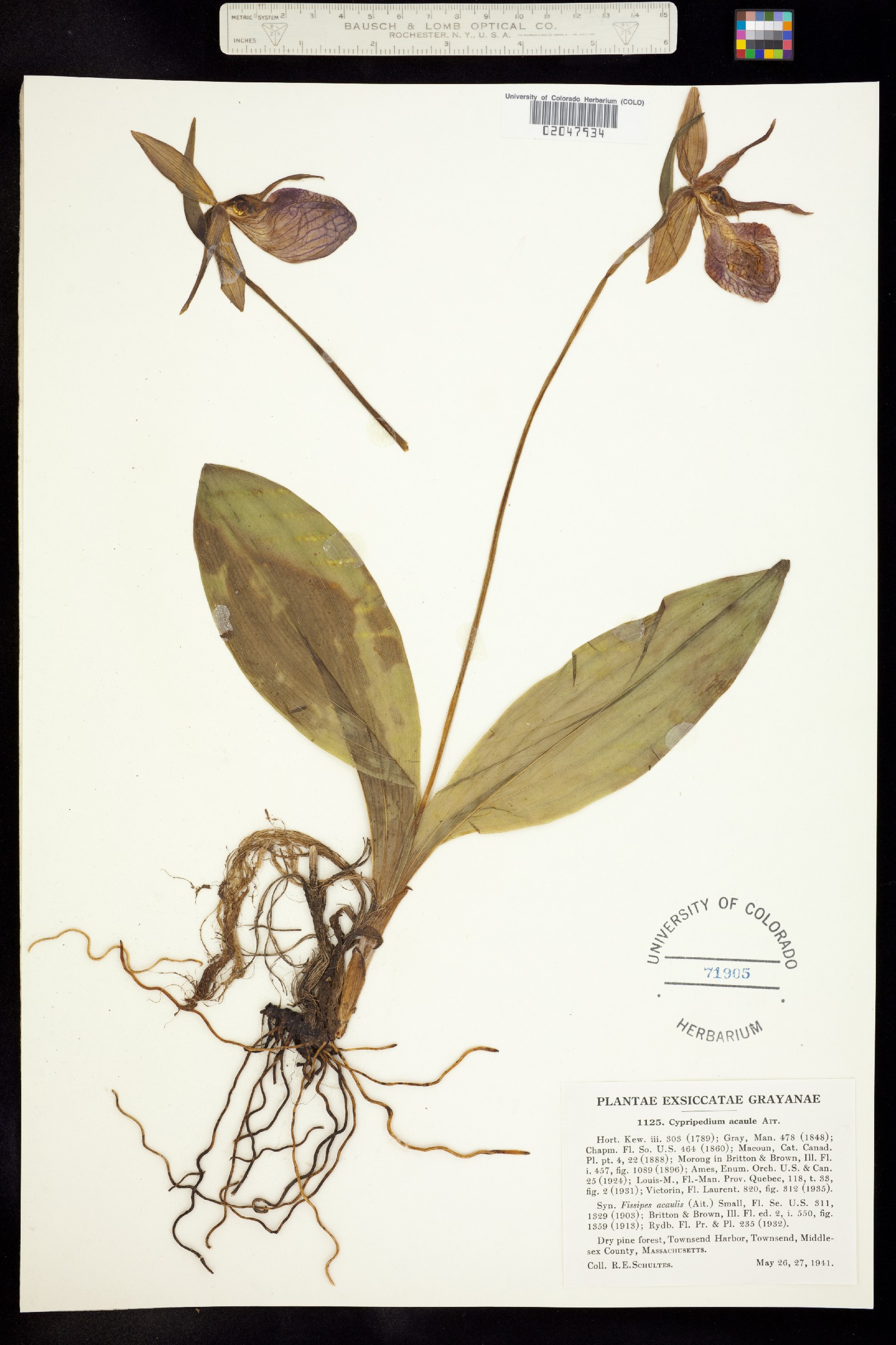 Cypripedium acaule image