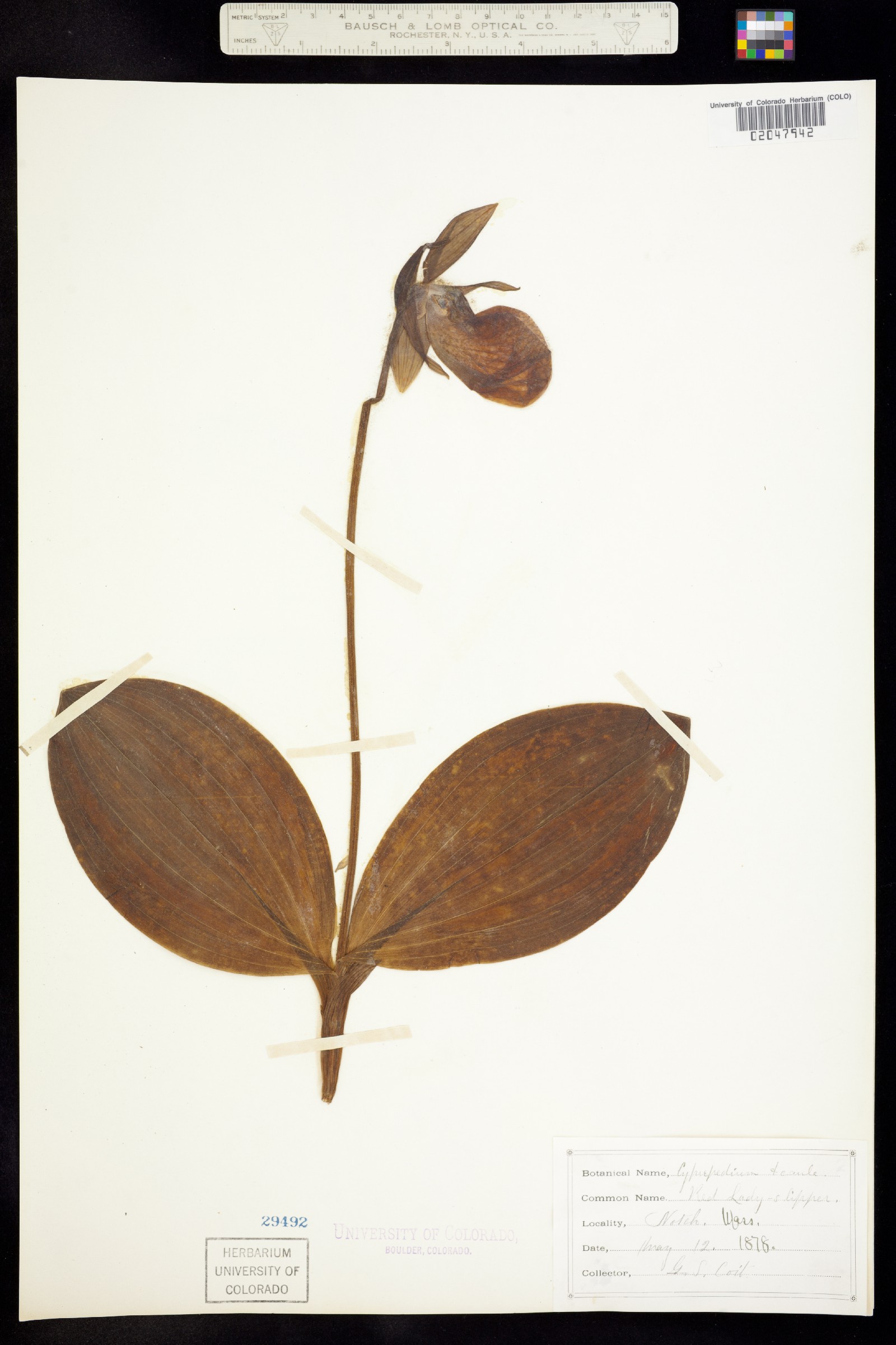 Cypripedium acaule image